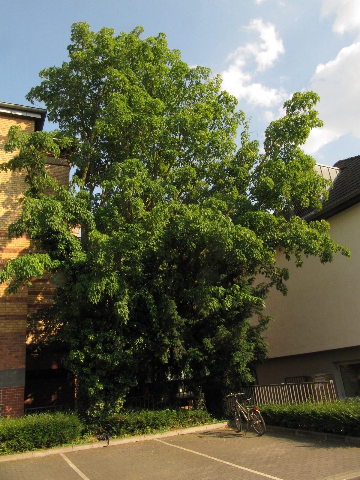 Acer davidii subsp. davidii - Bonn - Juni 2023