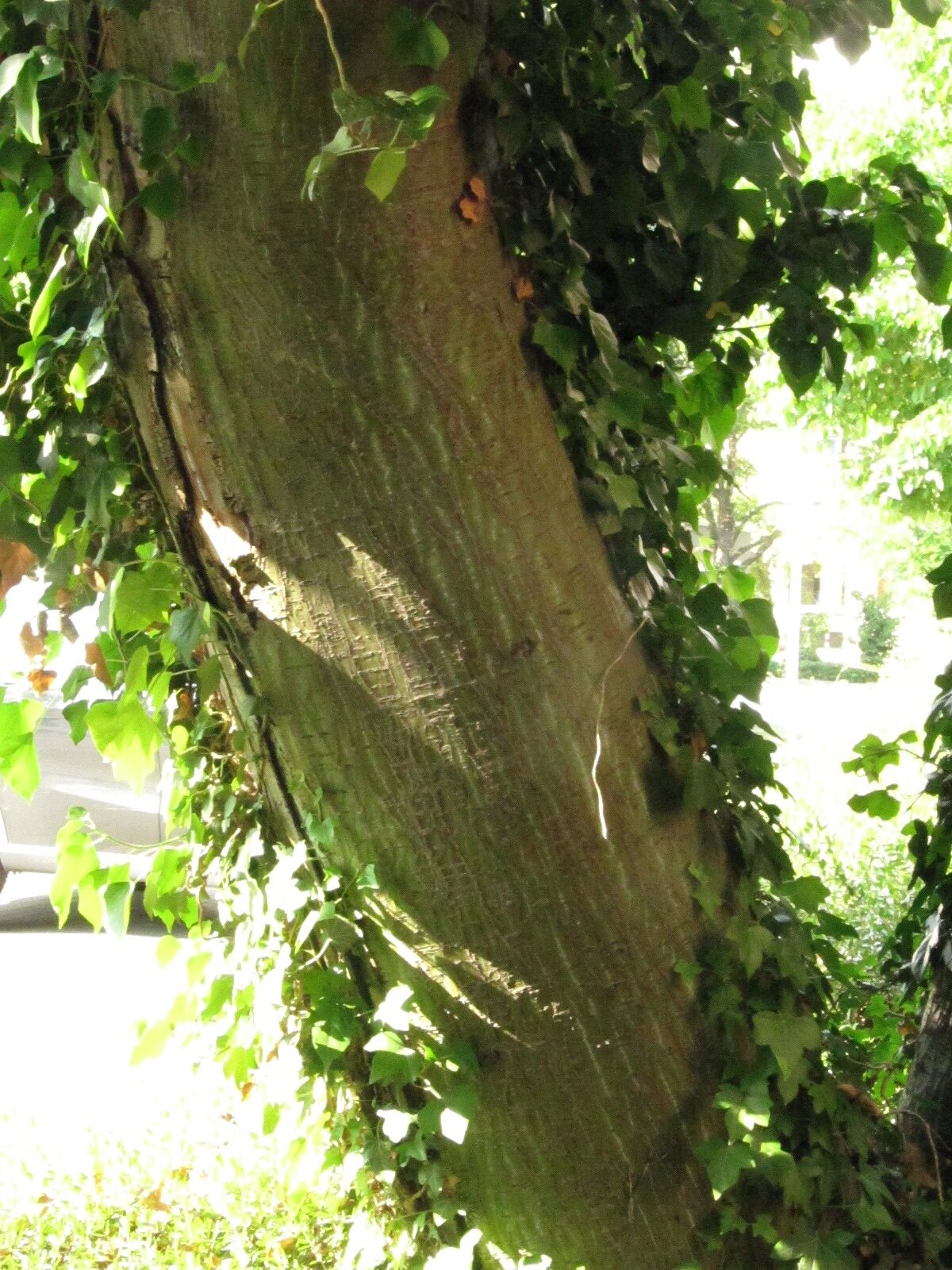 Acer davidii subsp. davidii - Bonn - Juni 2023