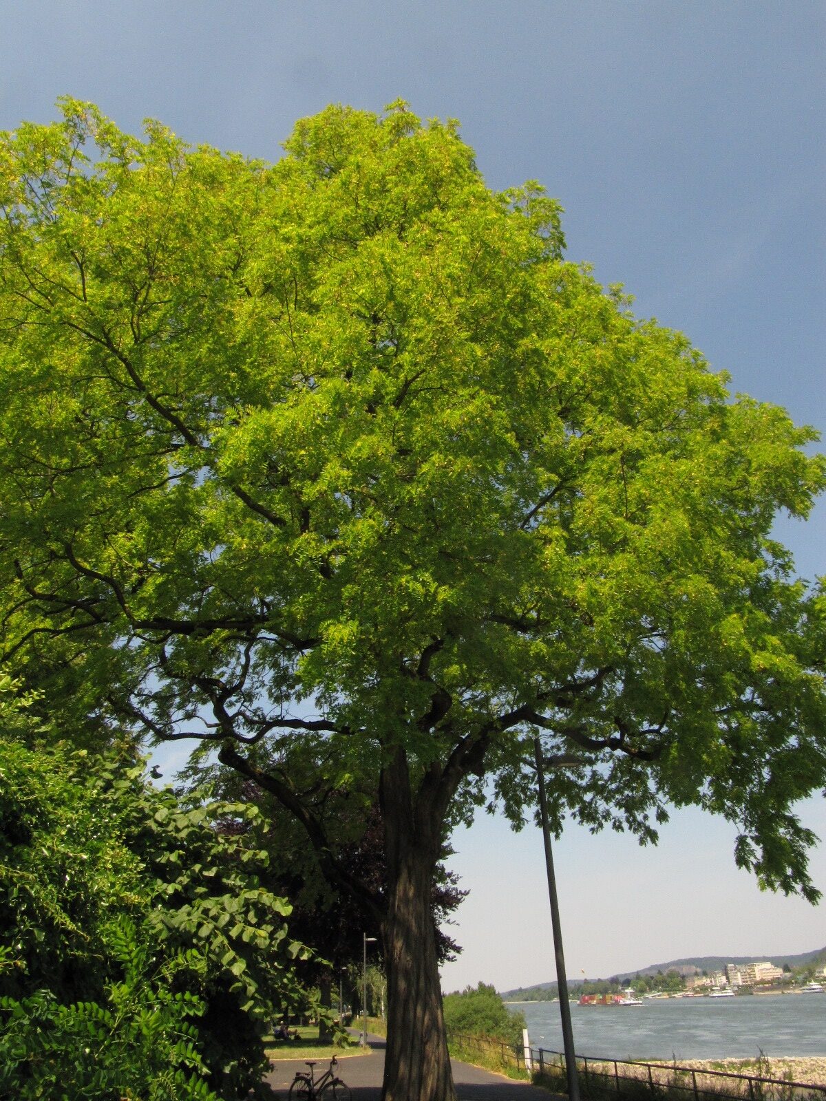 Robinia Pseudoacacia 'Frisia' - Bonn-Mehlem - Juni 2023