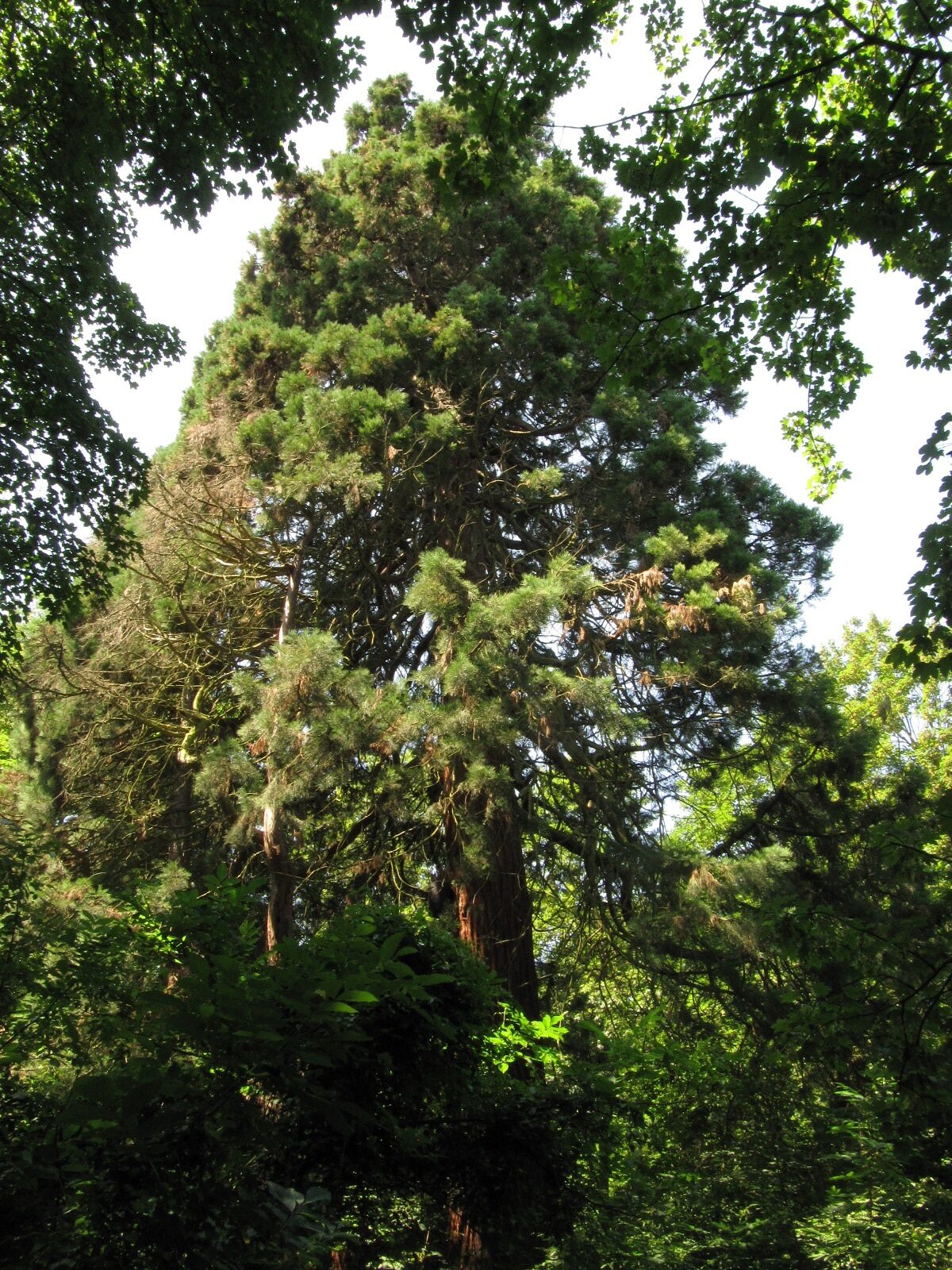 Sequoiadendron - Rolandswerth - Juni 2023