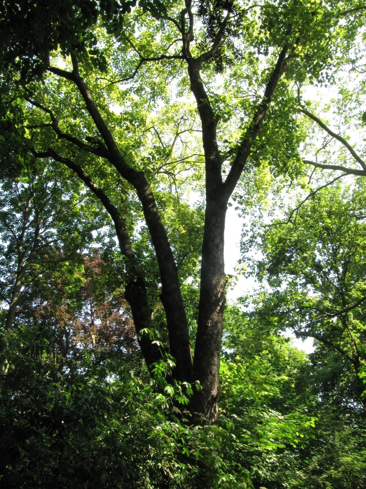 Acer pseudoplatanus 'Leopoldii' - Rolandswerth - Juni 2023