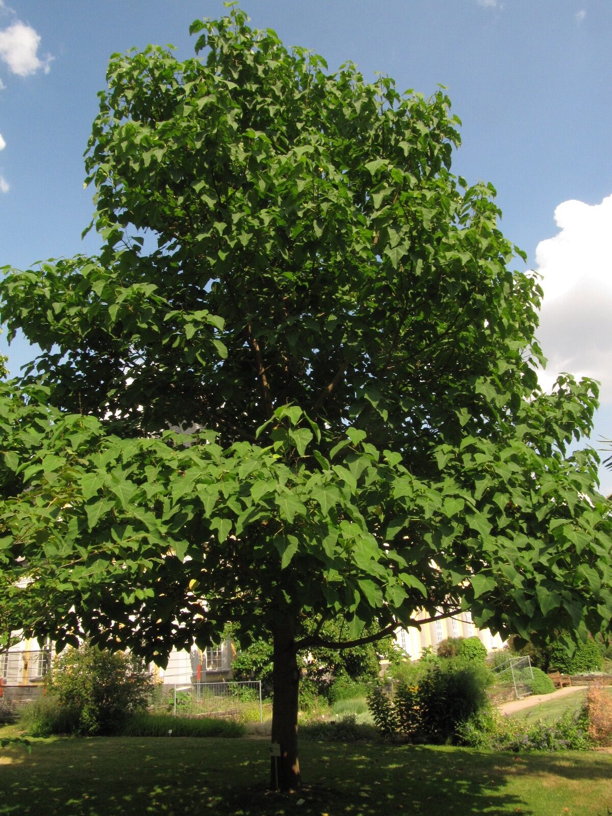 Paulownia tomentosa var. tsinglingensis - Bonn - Juni 2023