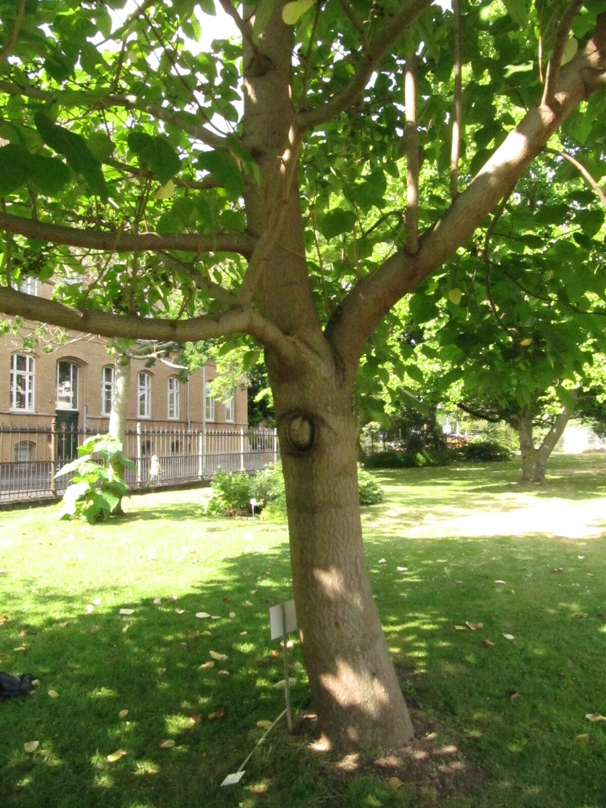 Paulownia tomentosa var. tsinglingensis - Bonn - Juni 2023