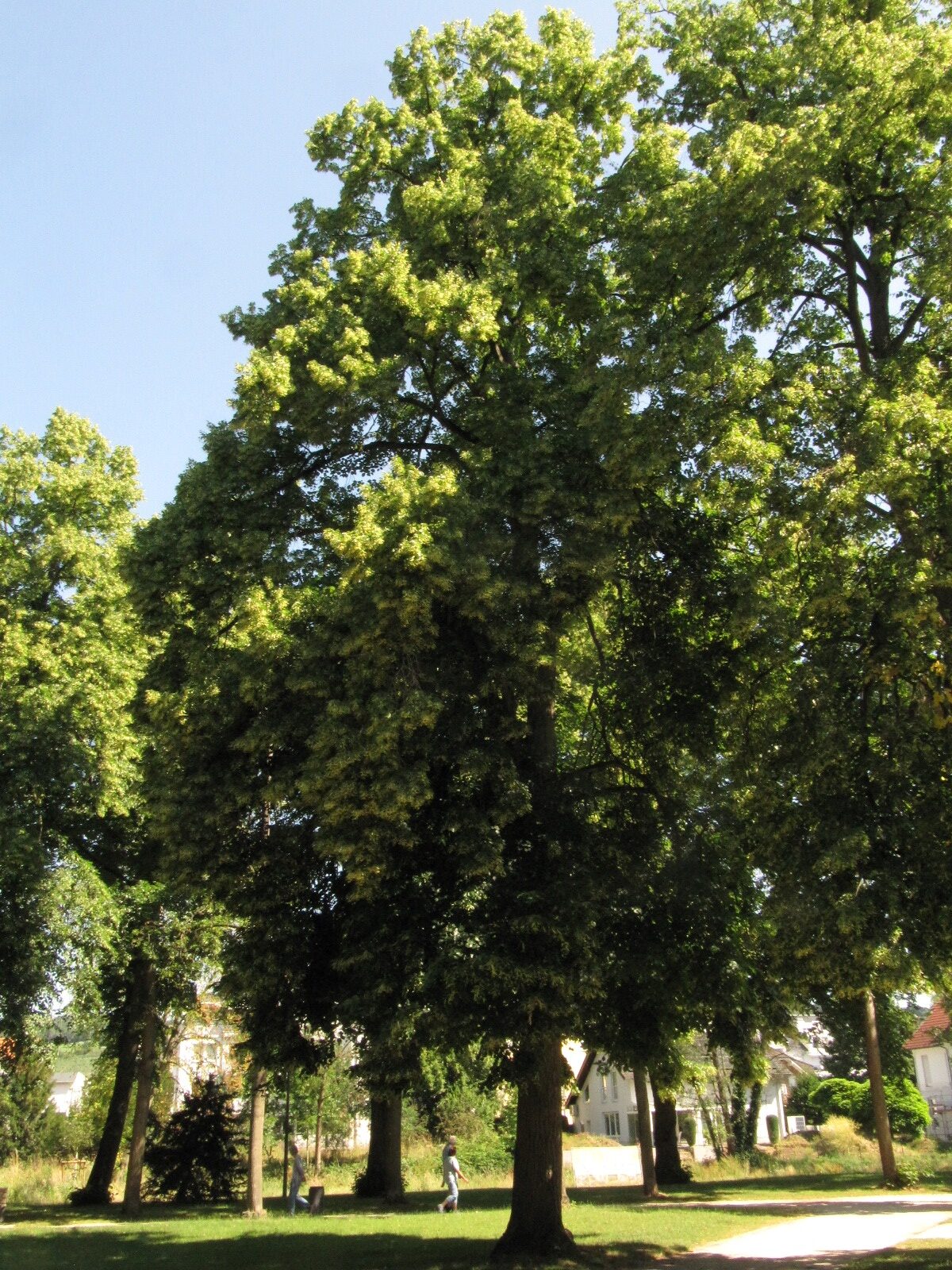 Tilia × euchlora - Bad Neuenahr - Juni 2023