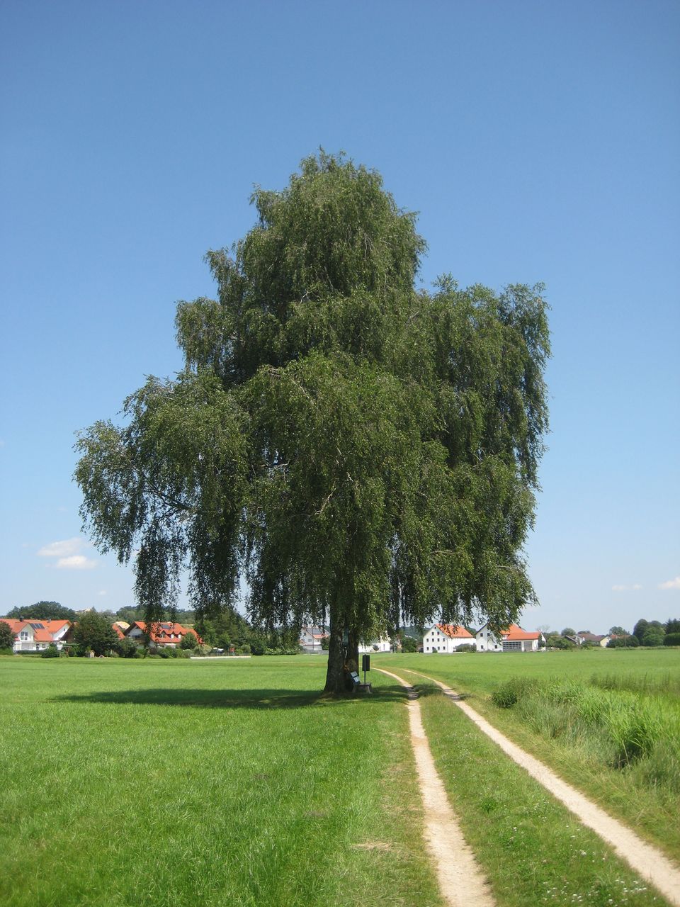 Betula pendula - Hohenkammer-Unterwohlbach - Sept. 2021