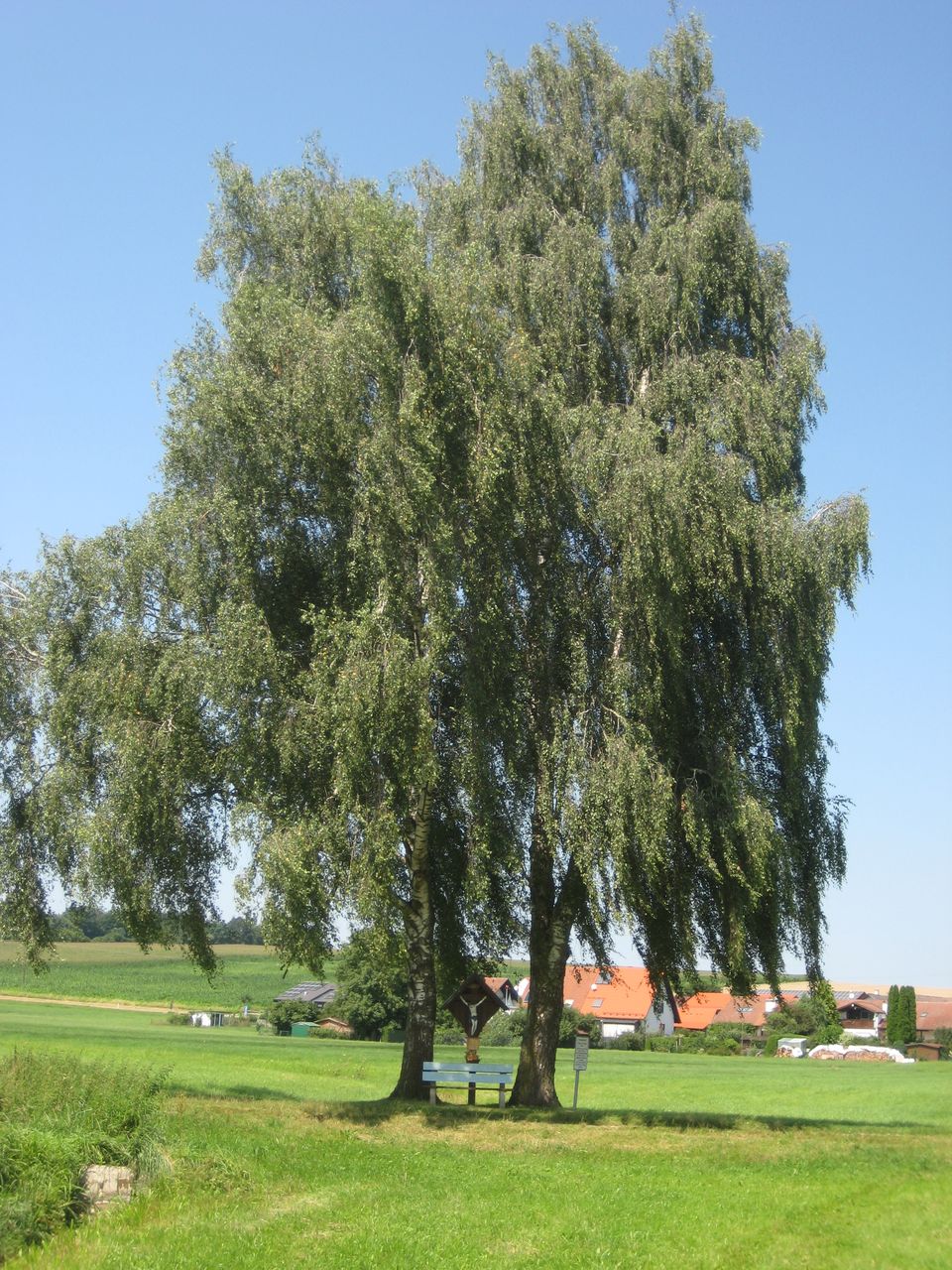 Betula pendula - Hohenkammer-Unterwohlbach - Sept. 2021
