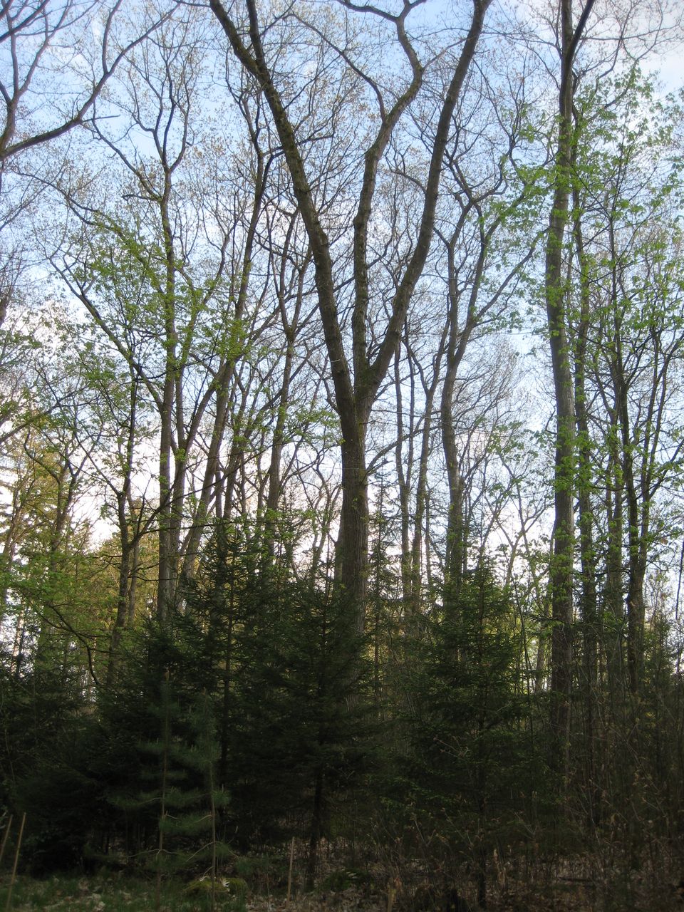 Quercus rubra