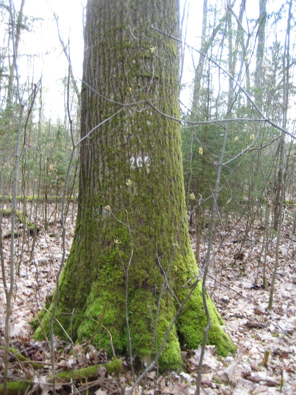 Quercus rubra - Kranzberg-Oberthalhausen - Mai 2023