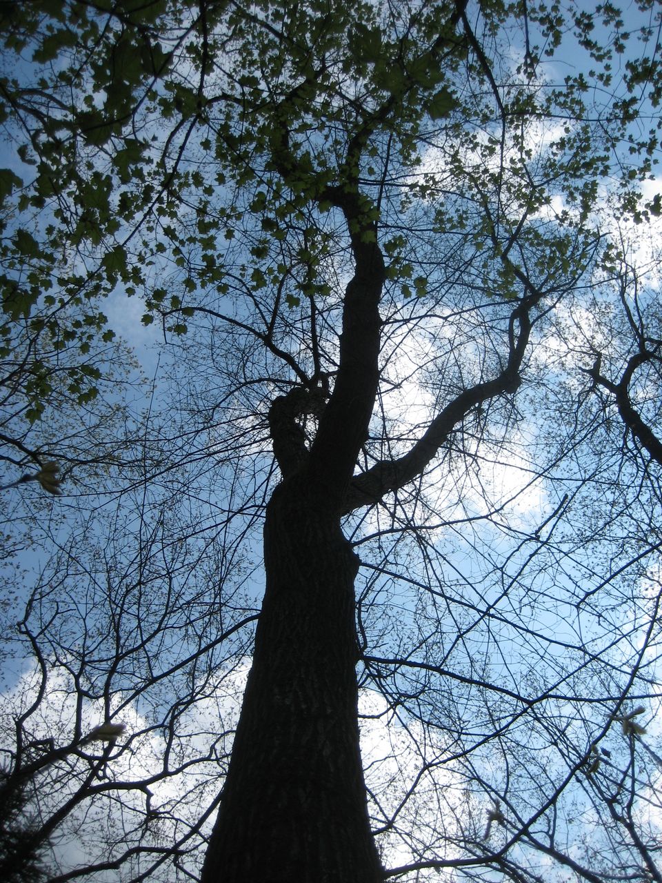 Quercus rubra - Kranzberg-Oberthalhausen - Mai 2023