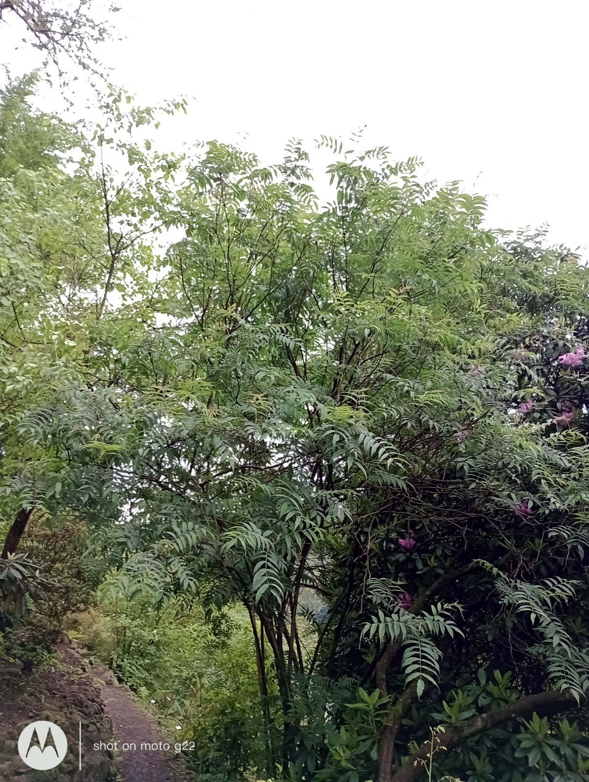 Sorbaria sorbifolia var. stellipila