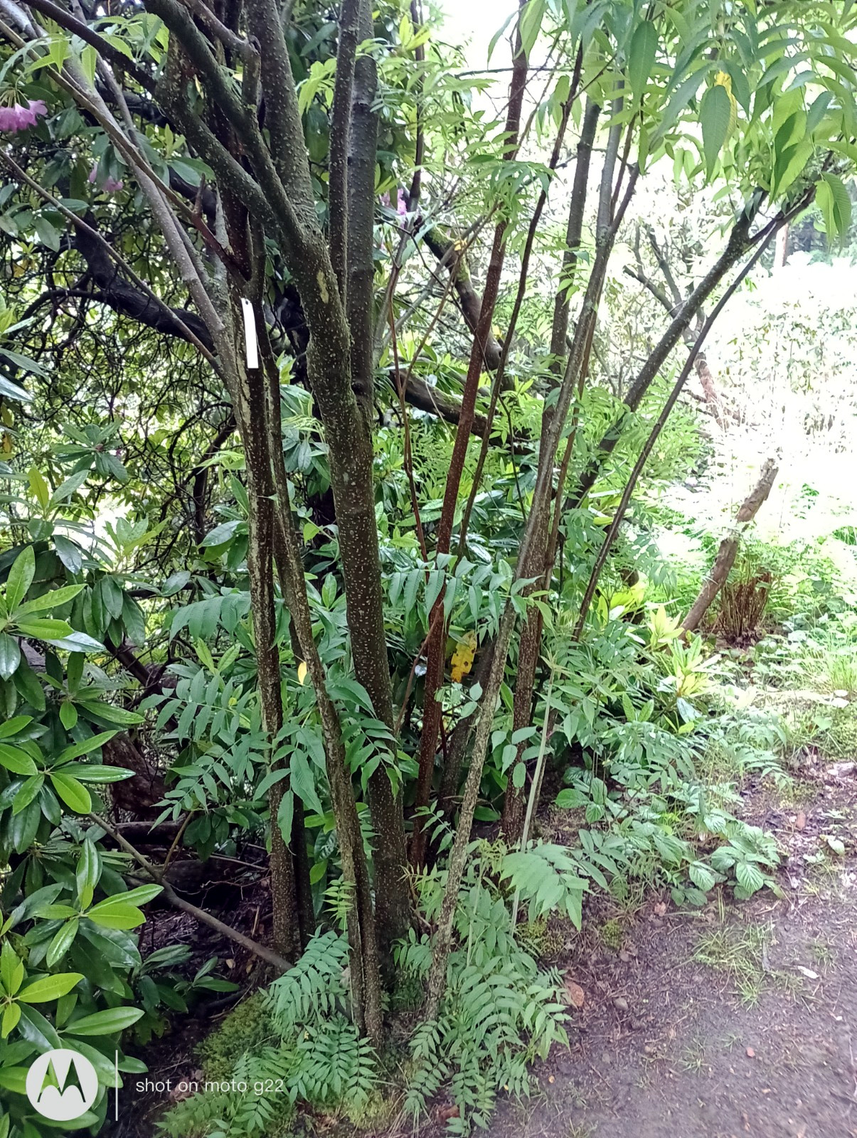 Sorbaria sorbifolia var. stellipila - Bad Schandau - Juni 2023