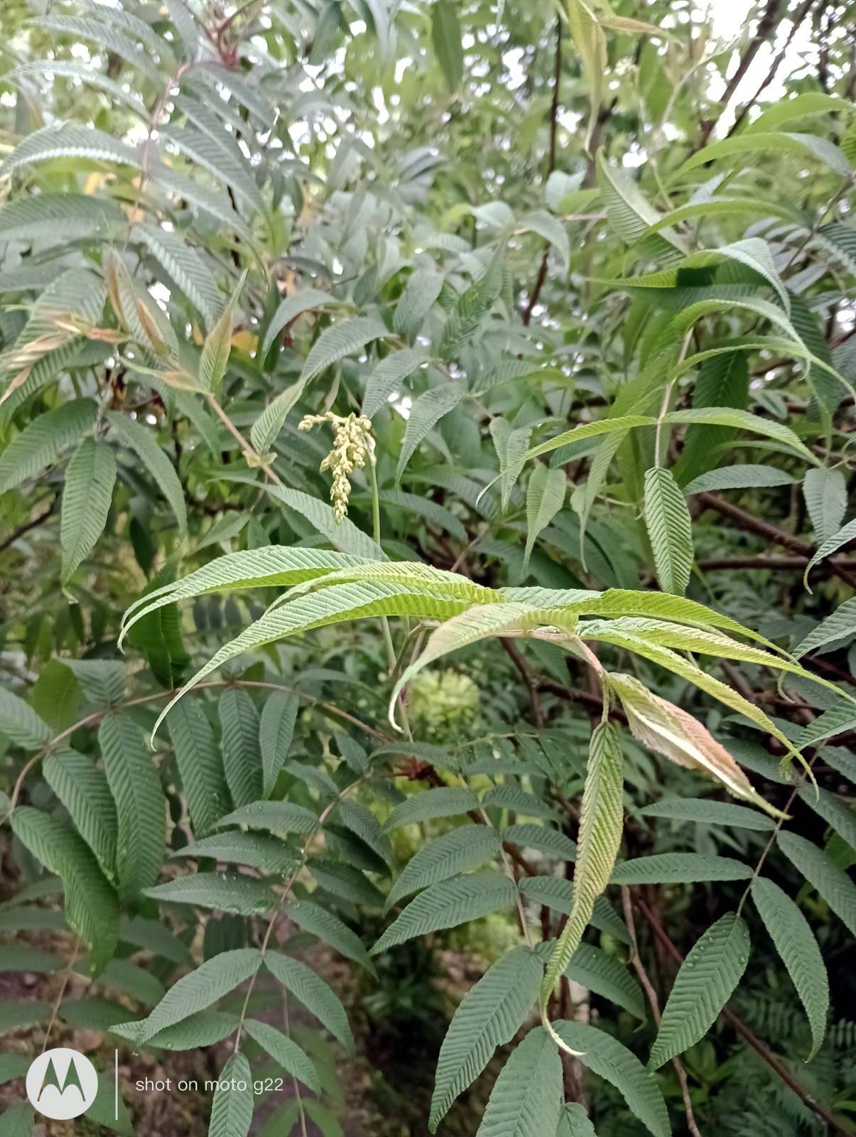 Sorbaria sorbifolia var. stellipila - Bad Schandau - Juni 2023