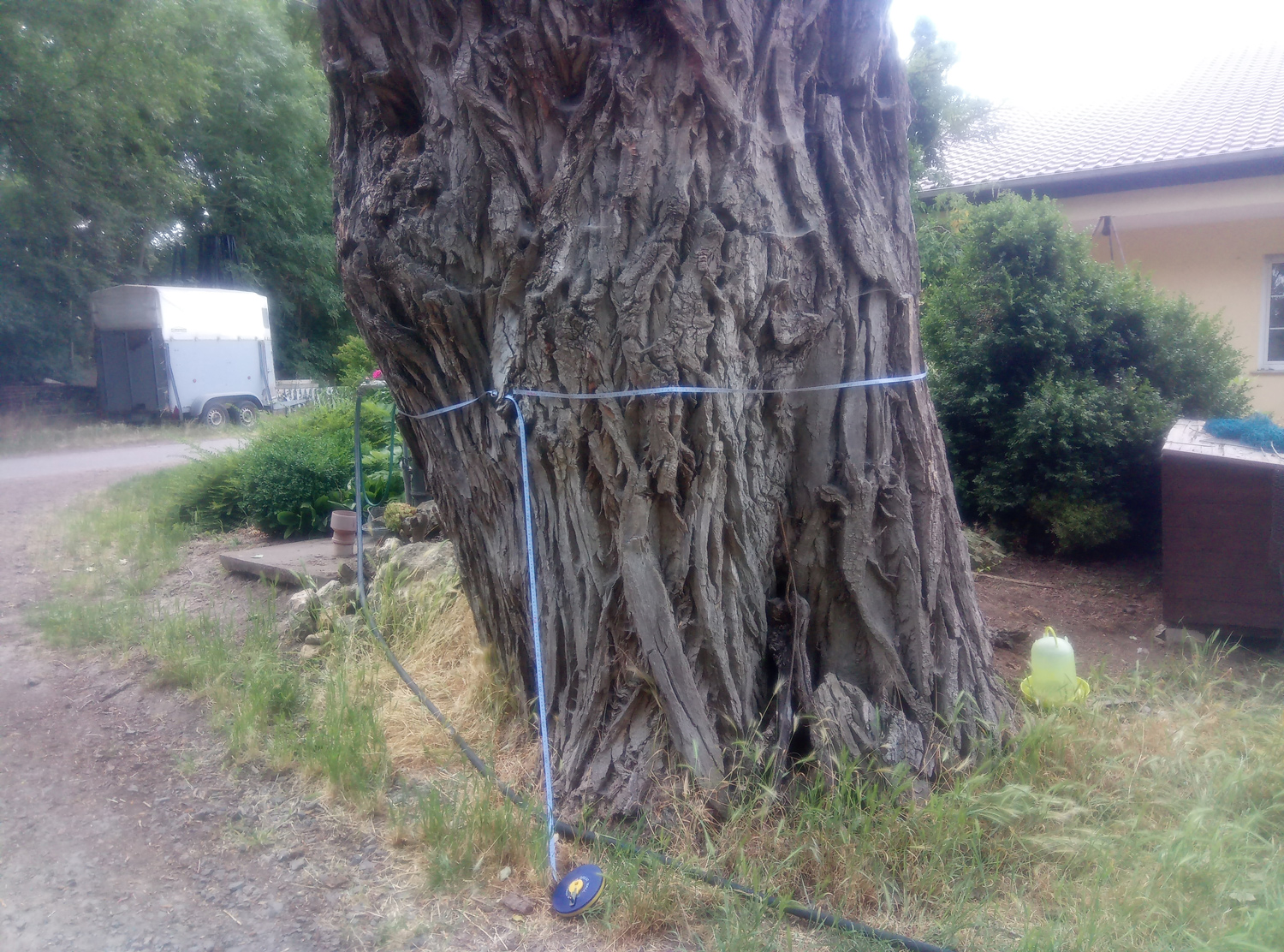 Populus nigra - Gau-Heppenheim - Juni 2023