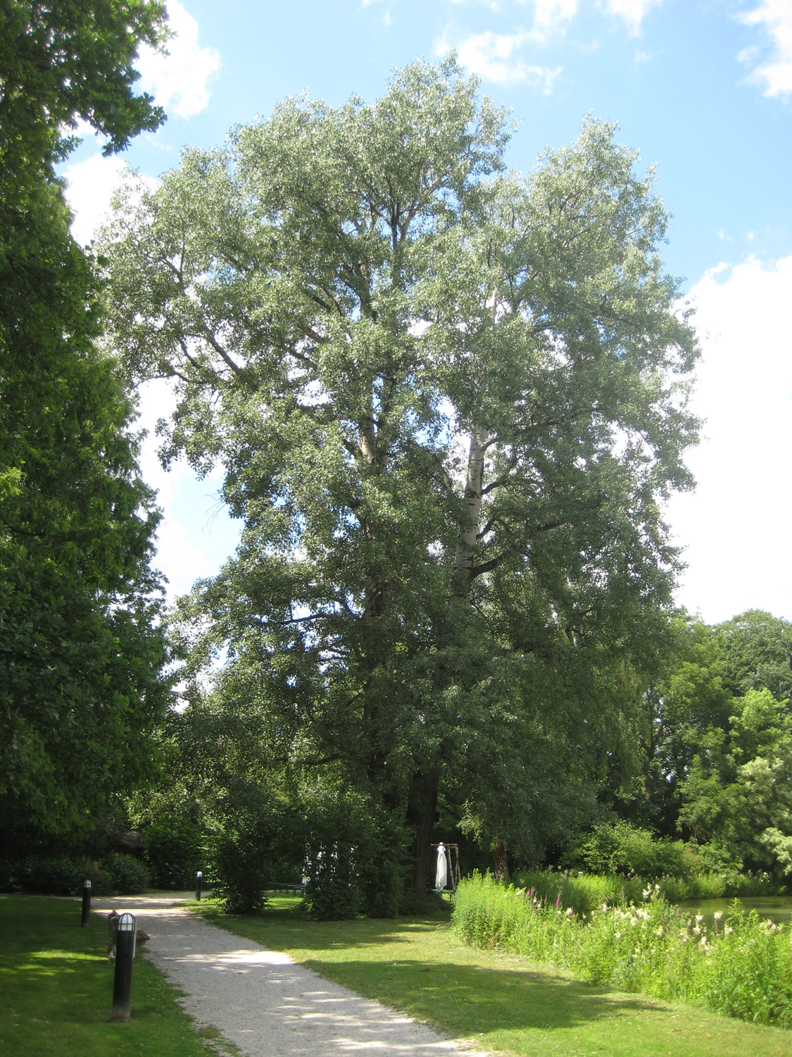 Populus × canescens - Hohenkammer - Juni 2023