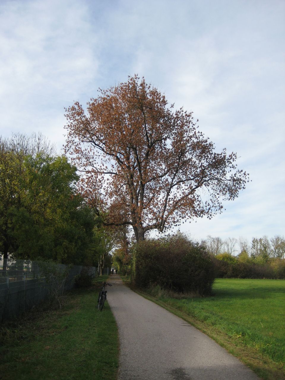 Fraxinus pennsylvanica - Hallbergmoos - Okt. 2022