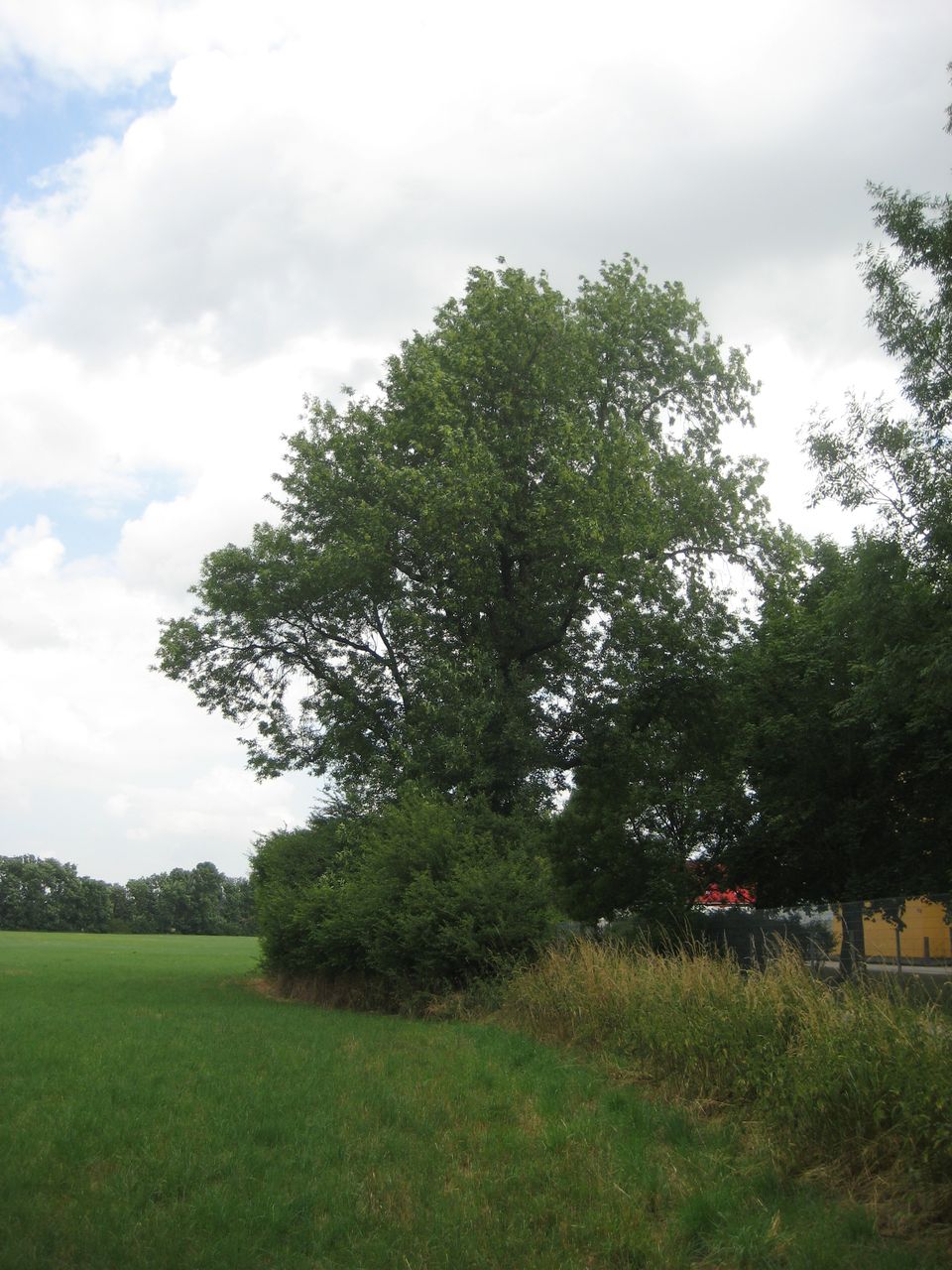 Fraxinus pennsylvanica - Hallbergmoos - Okt. 2022