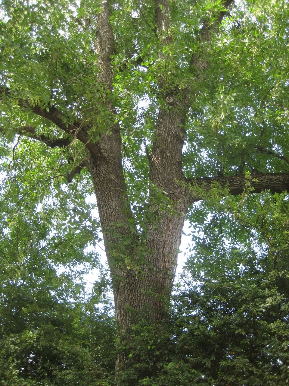 Fraxinus pennsylvanica - Hallbergmoos - Okt. 2022