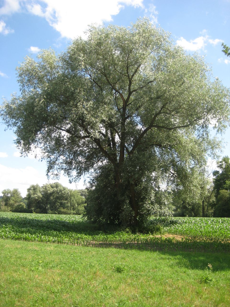 Salix alba - Helfenbrunn - Juli 2023