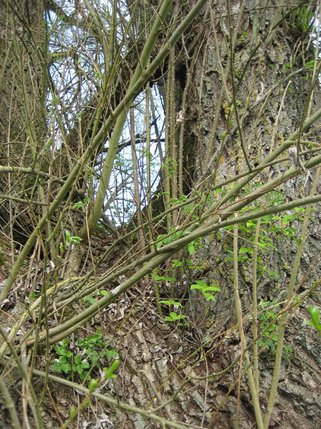 Salix alba - Helfenbrunn - April 2023