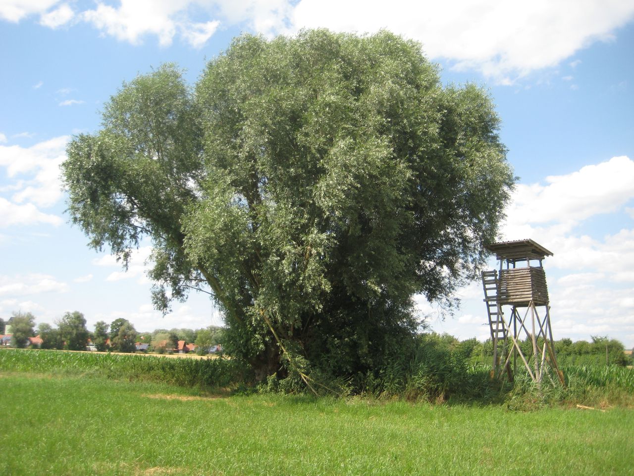 Salix alba - Zolling - Juli 2023