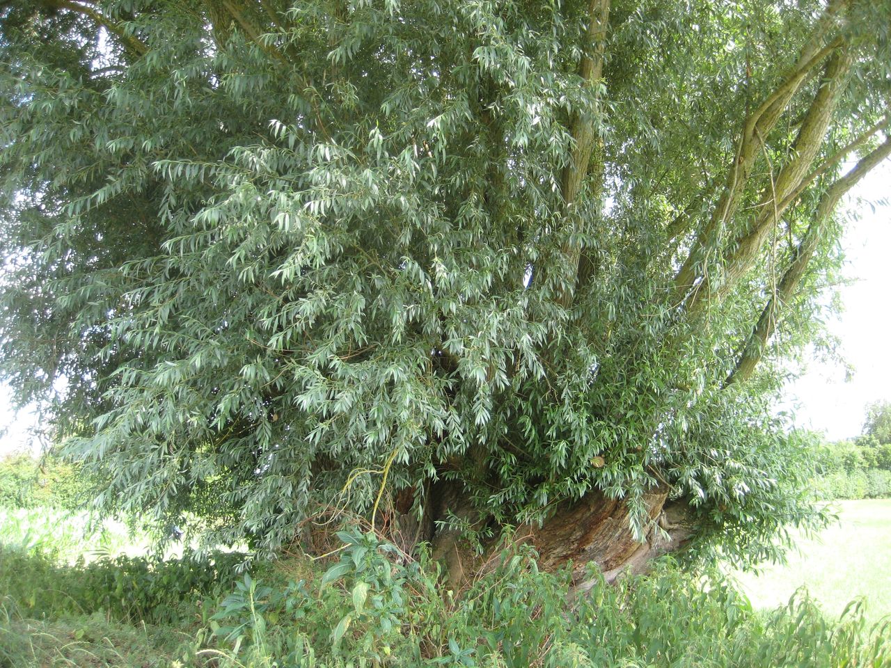 Salix alba - Zolling - Juli 2023