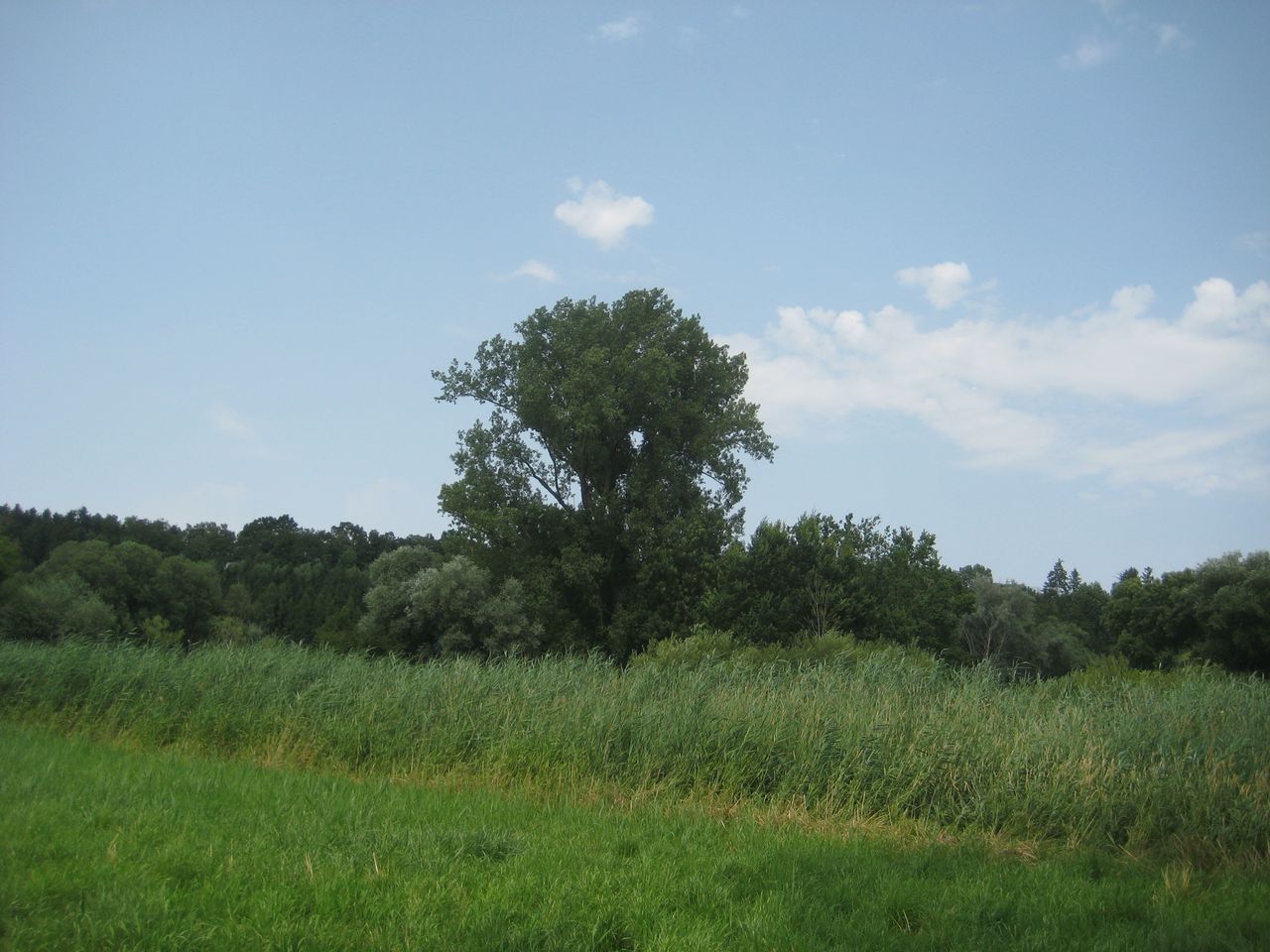Populus × canadensis - Zolling-Moos - Juli 2023