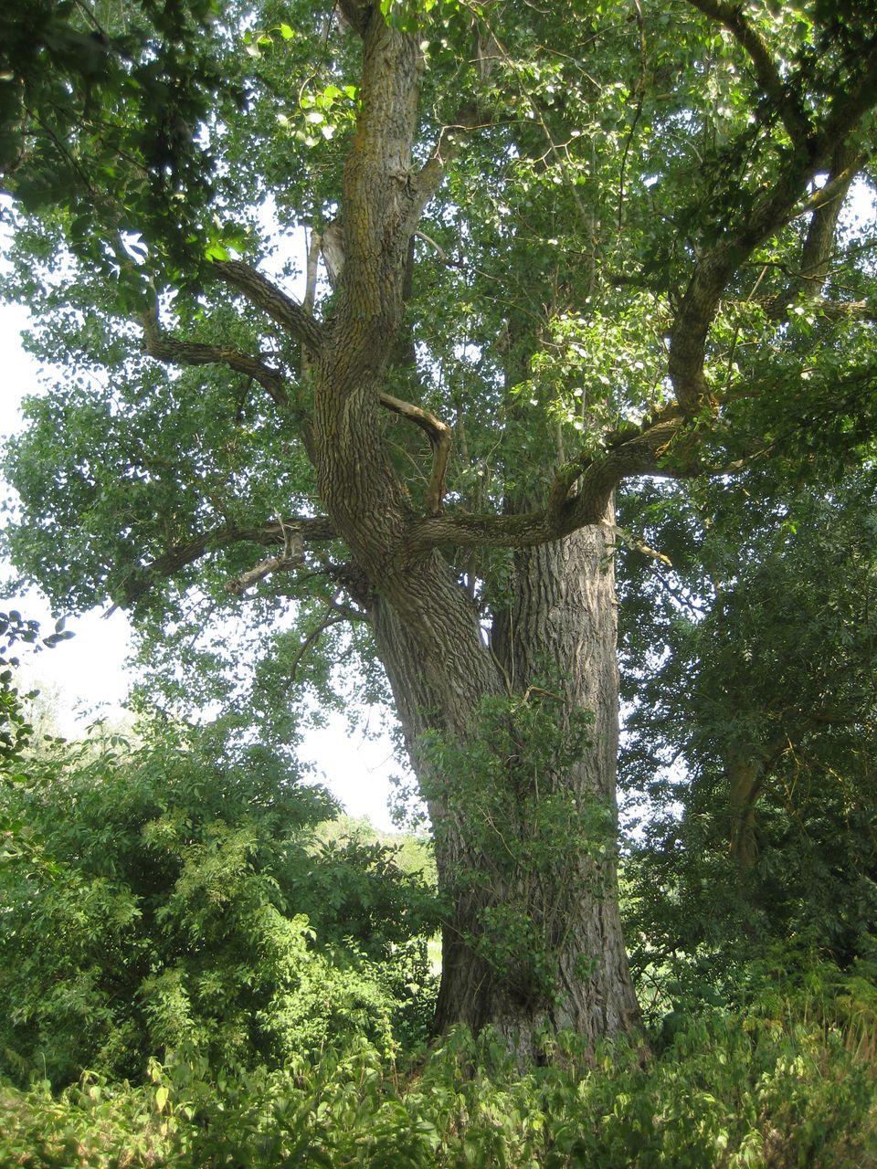 Populus × canadensis - Zolling-Moos - Juli 2023
