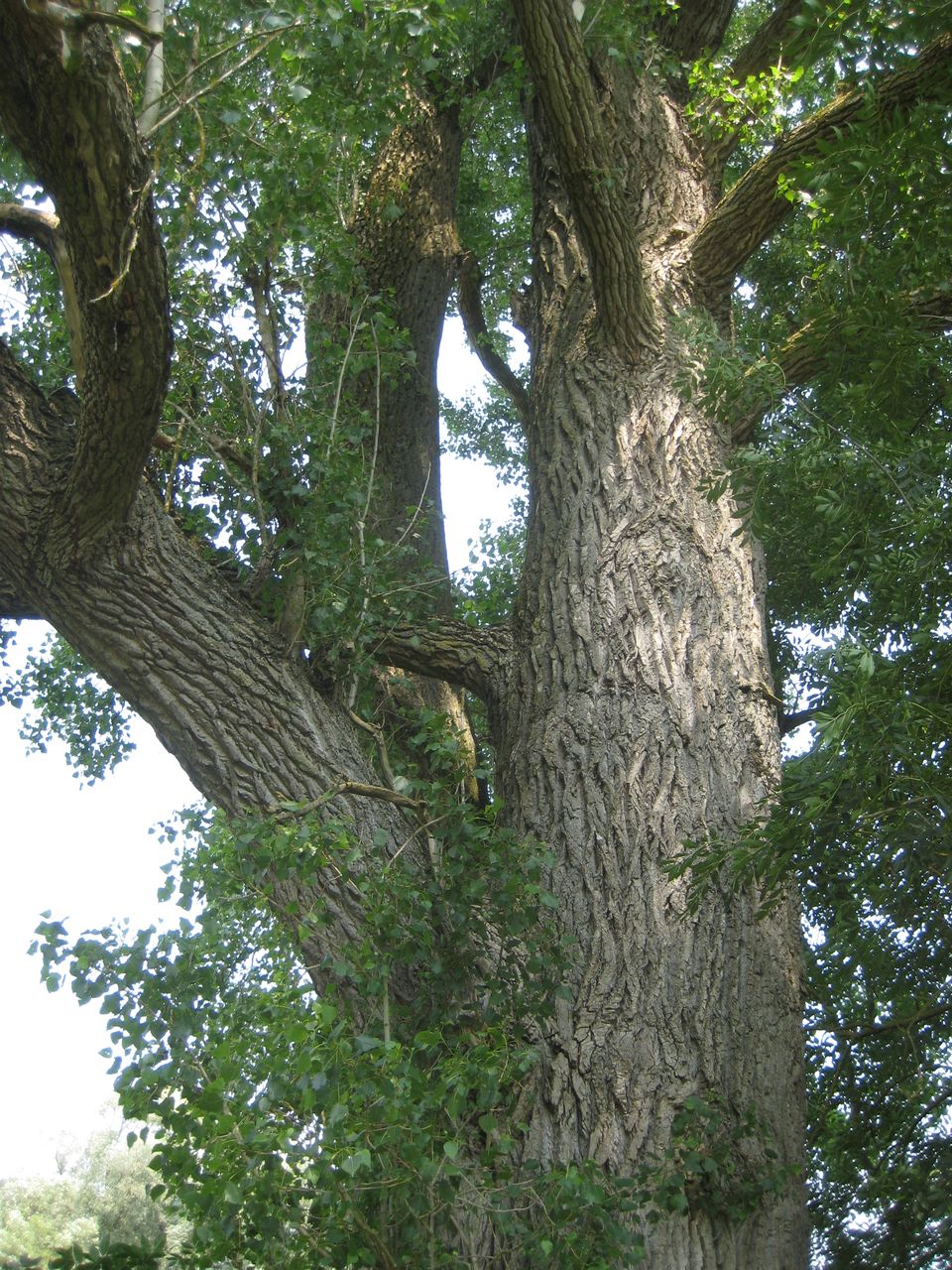 Populus × canadensis - Zolling-Moos - Juli 2023