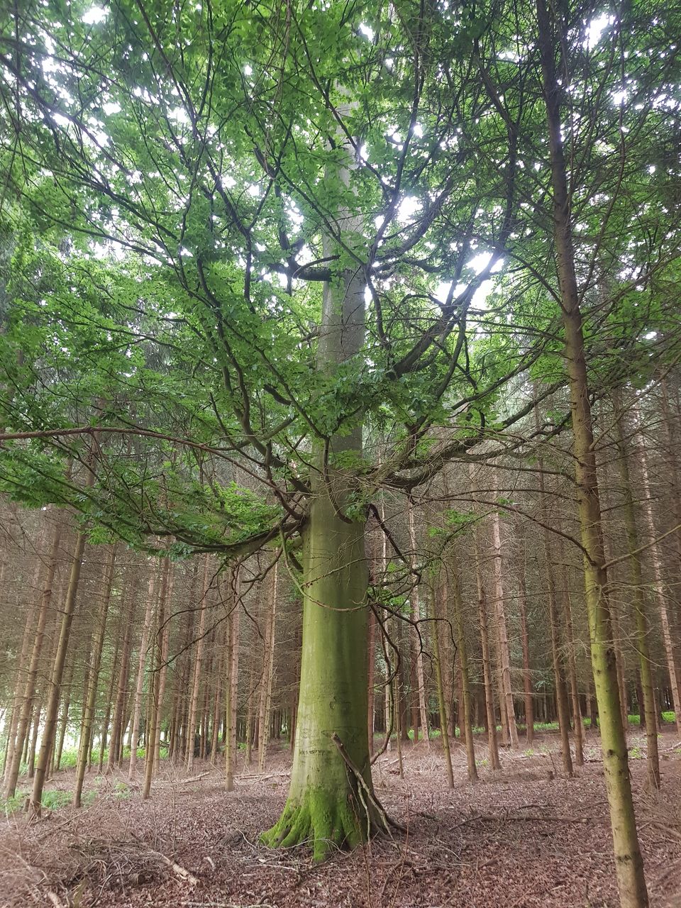 Fagus sylvatica - Nandlstadt-Schatz - Juli 2023