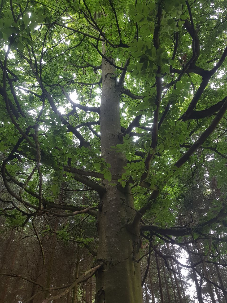 Fagus sylvatica - Nandlstadt-Schatz - Juli 2023