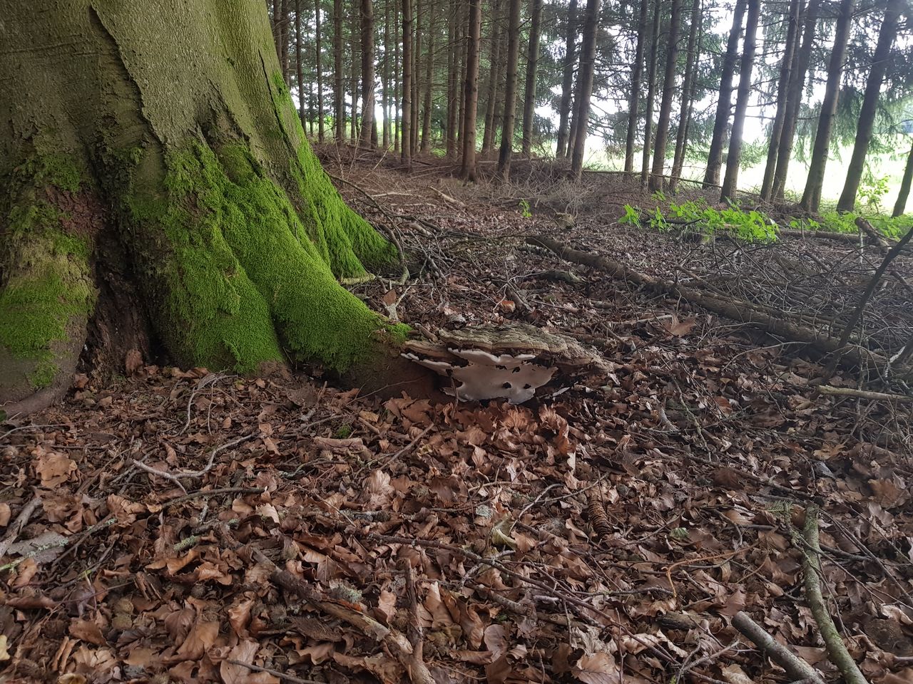 Fagus sylvatica - Nandlstadt-Schatz - Juli 2023