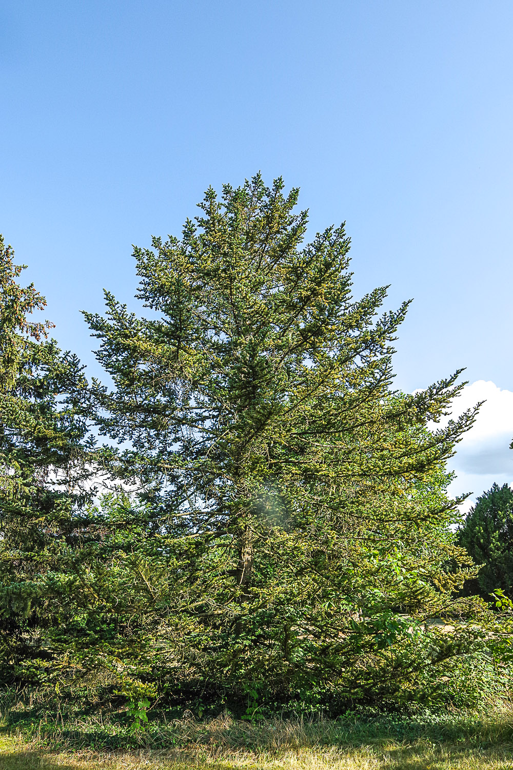 Abies veitchii