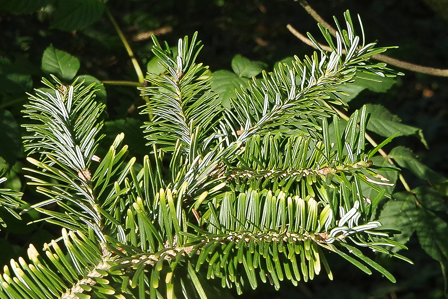 Abies Veitchii - Potsdam - Juli 2023