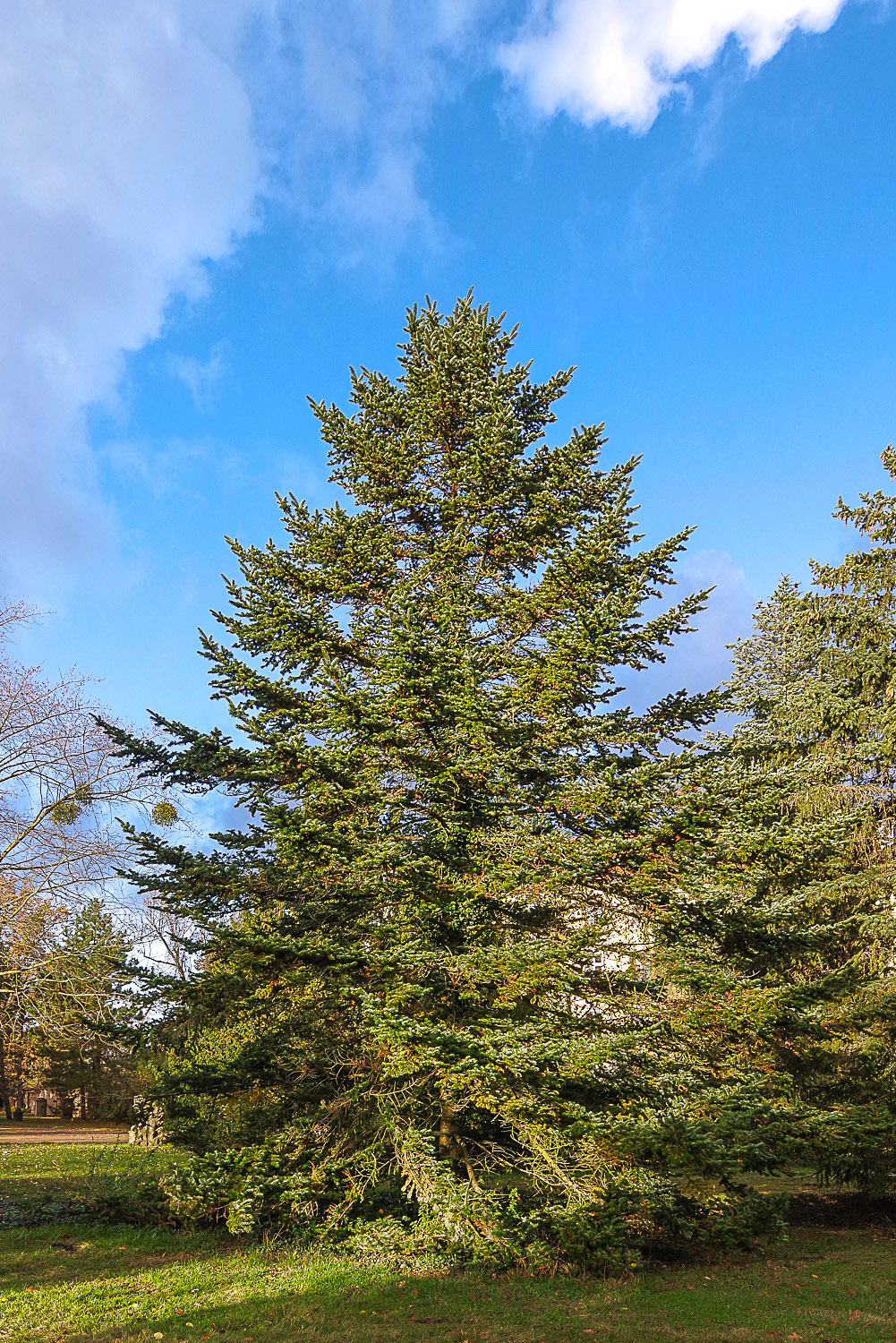 Abies Veitchii - Potsdam - Juli 2023