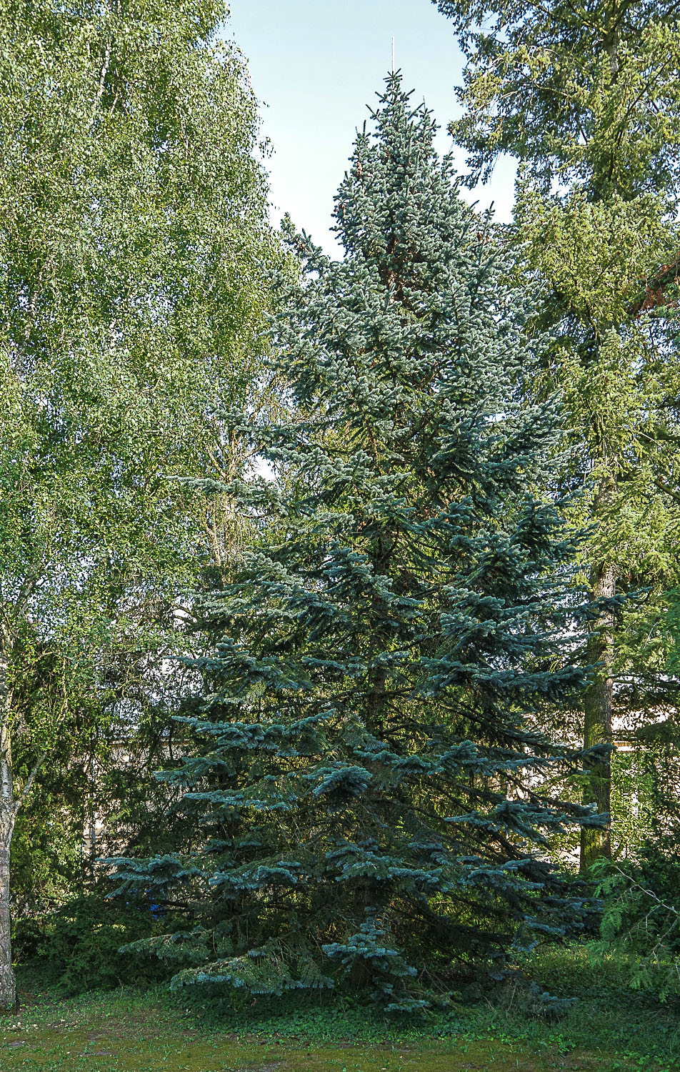 'Glauca' Abies lasiocarpa