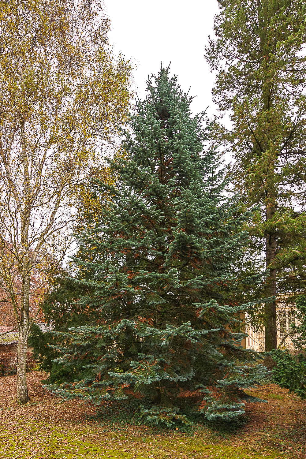 Abies lasiocarpa 'Glauca' - Potsdam - Juli 2023