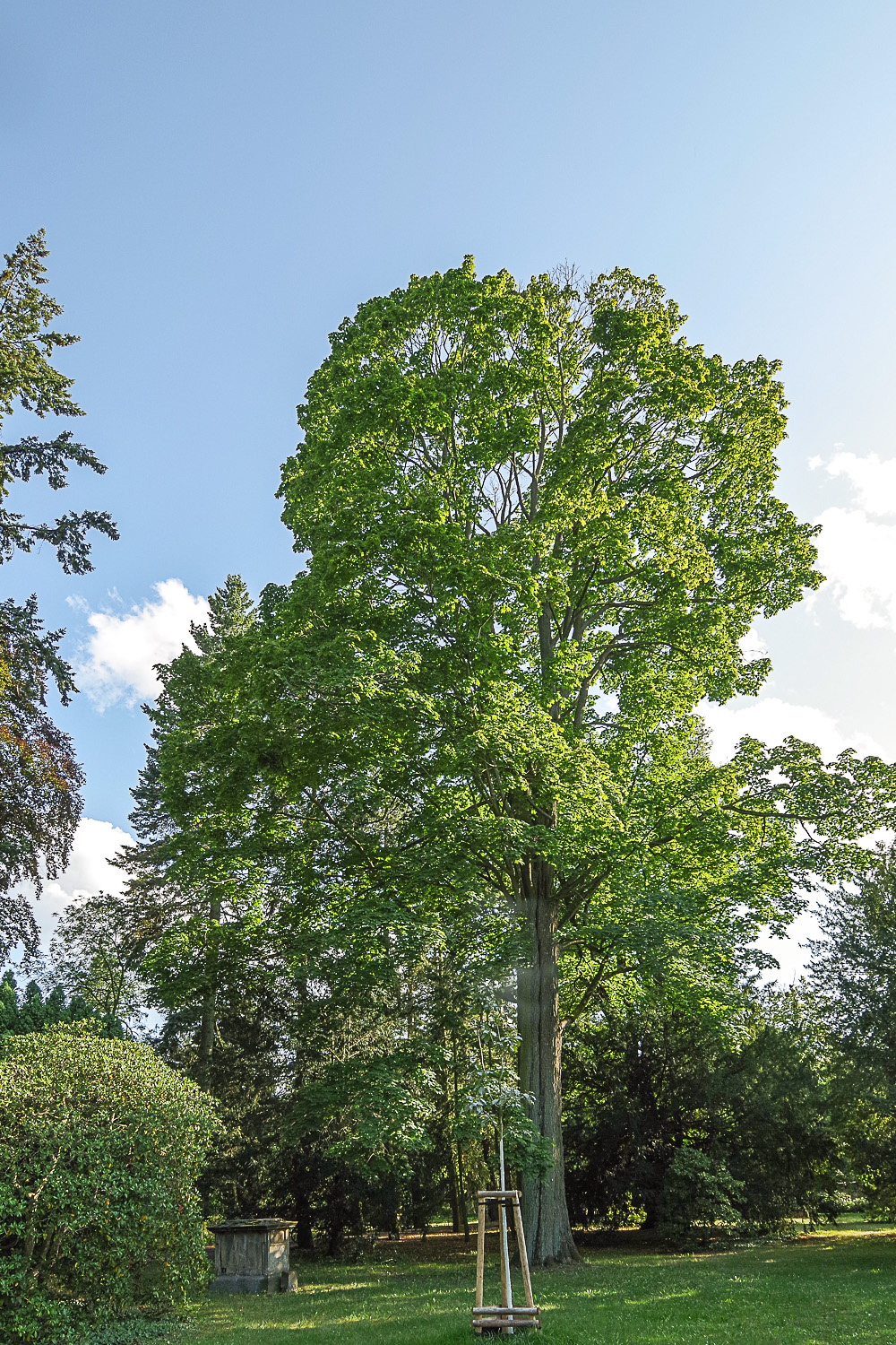 Acer platanoides