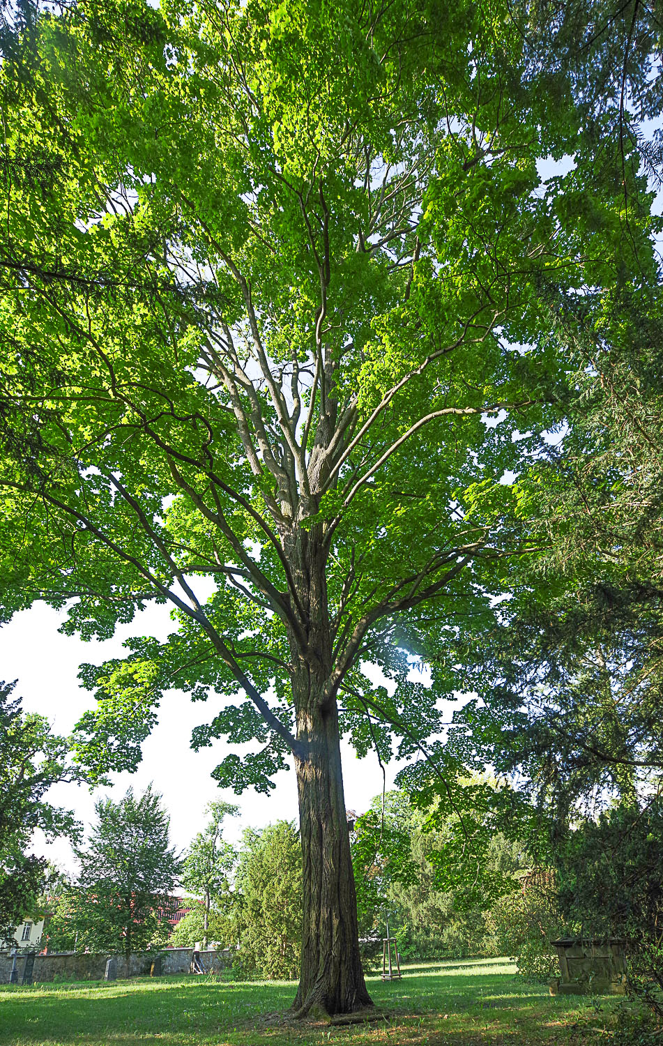 Acer platanoides - Potsdam - Juli 2023