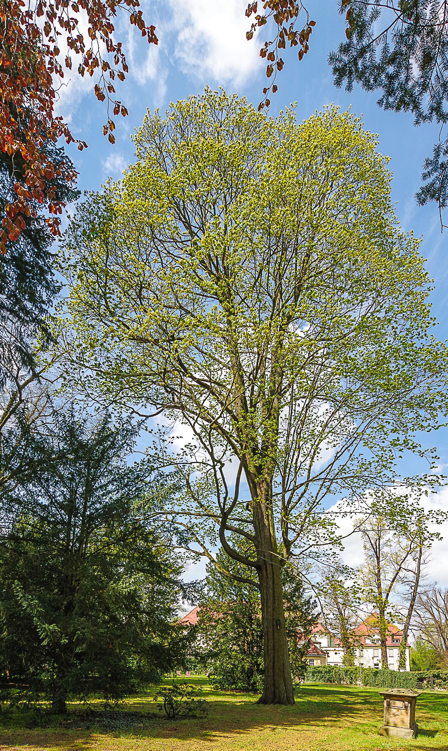 Acer platanoides - Potsdam - Juli 2023