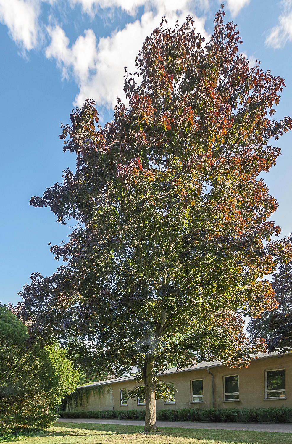 'Faassen's Black' Acer platanoides