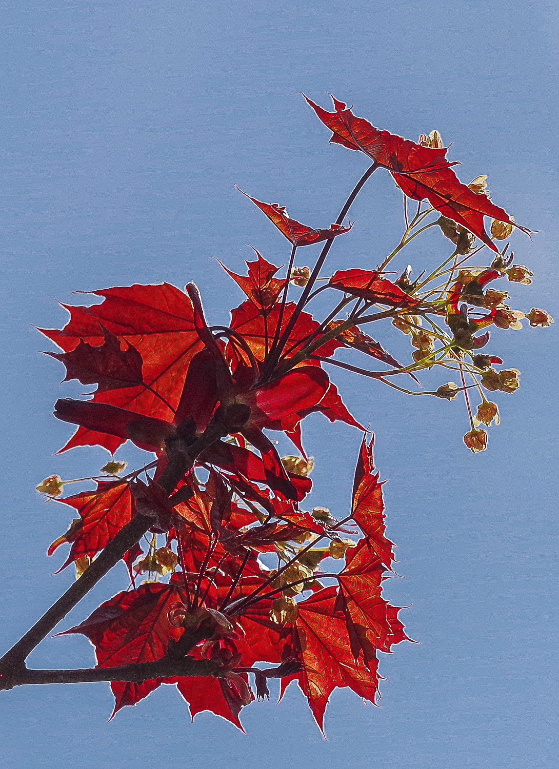 Acer platanoides 'Faassens's Black' - Potsdam - Juli 2023