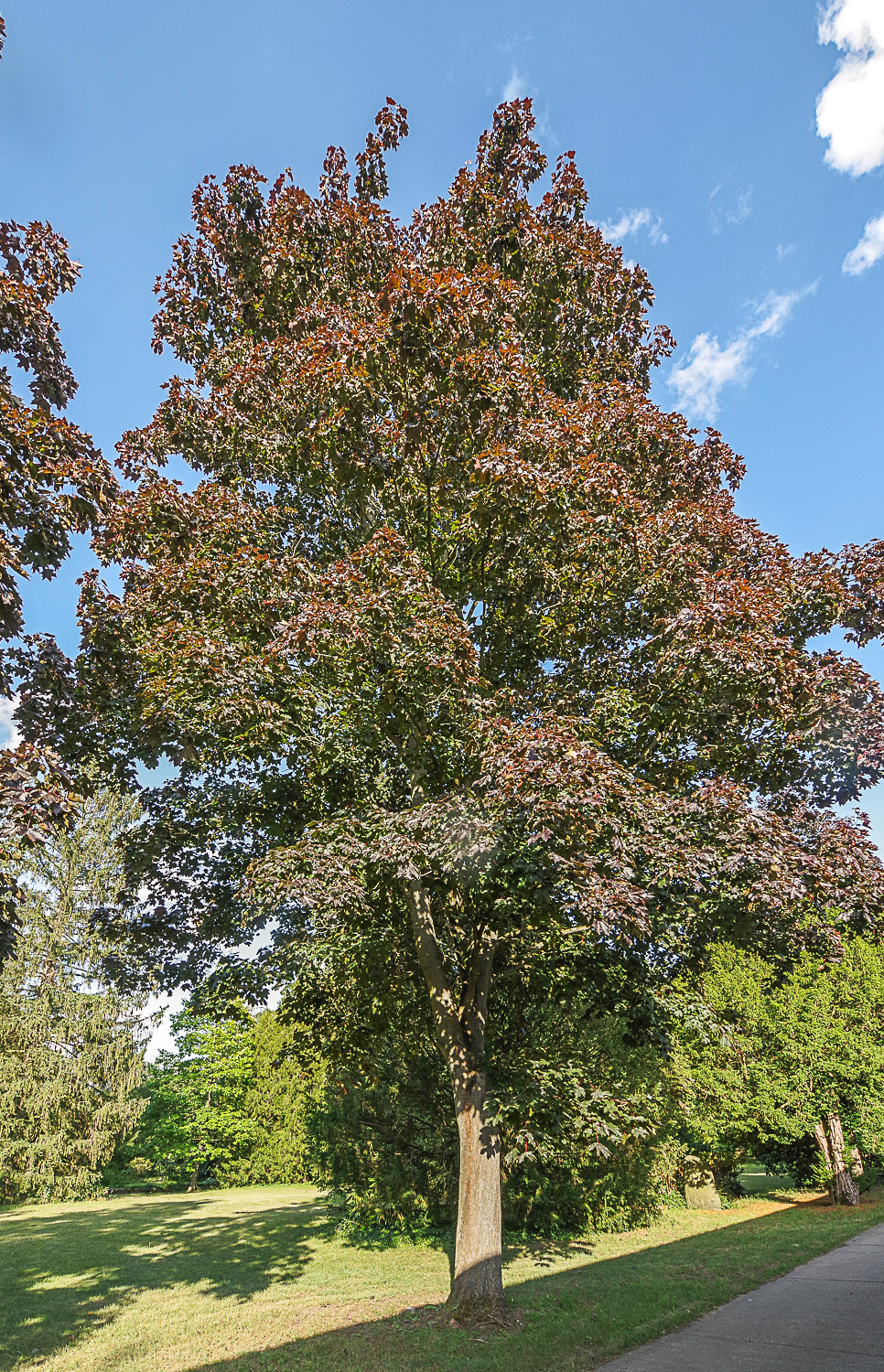 Acer platanoides 'Faassens's Black' - Potsdam - Juli 2023