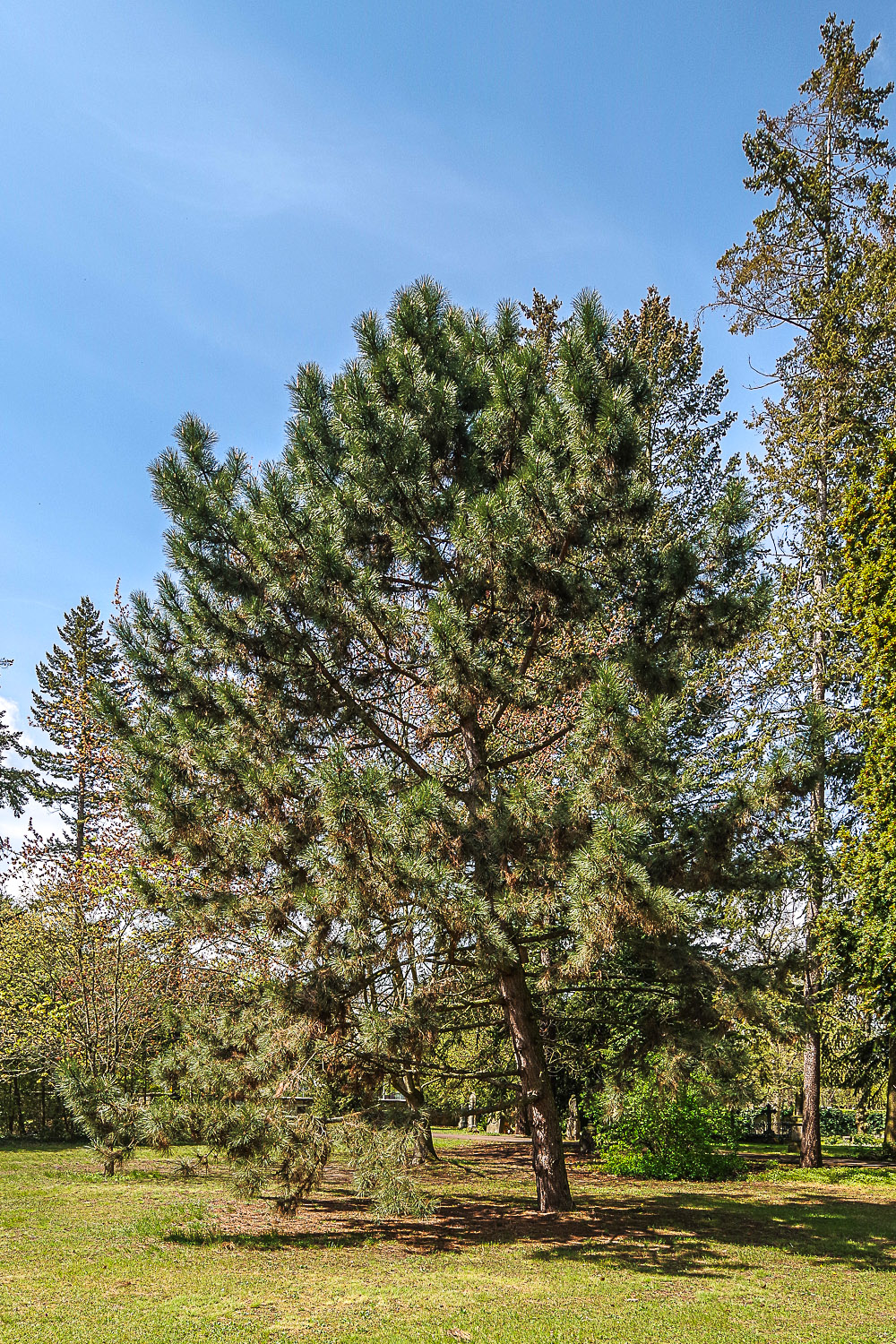 nigra Pinus subsp. pallasiana