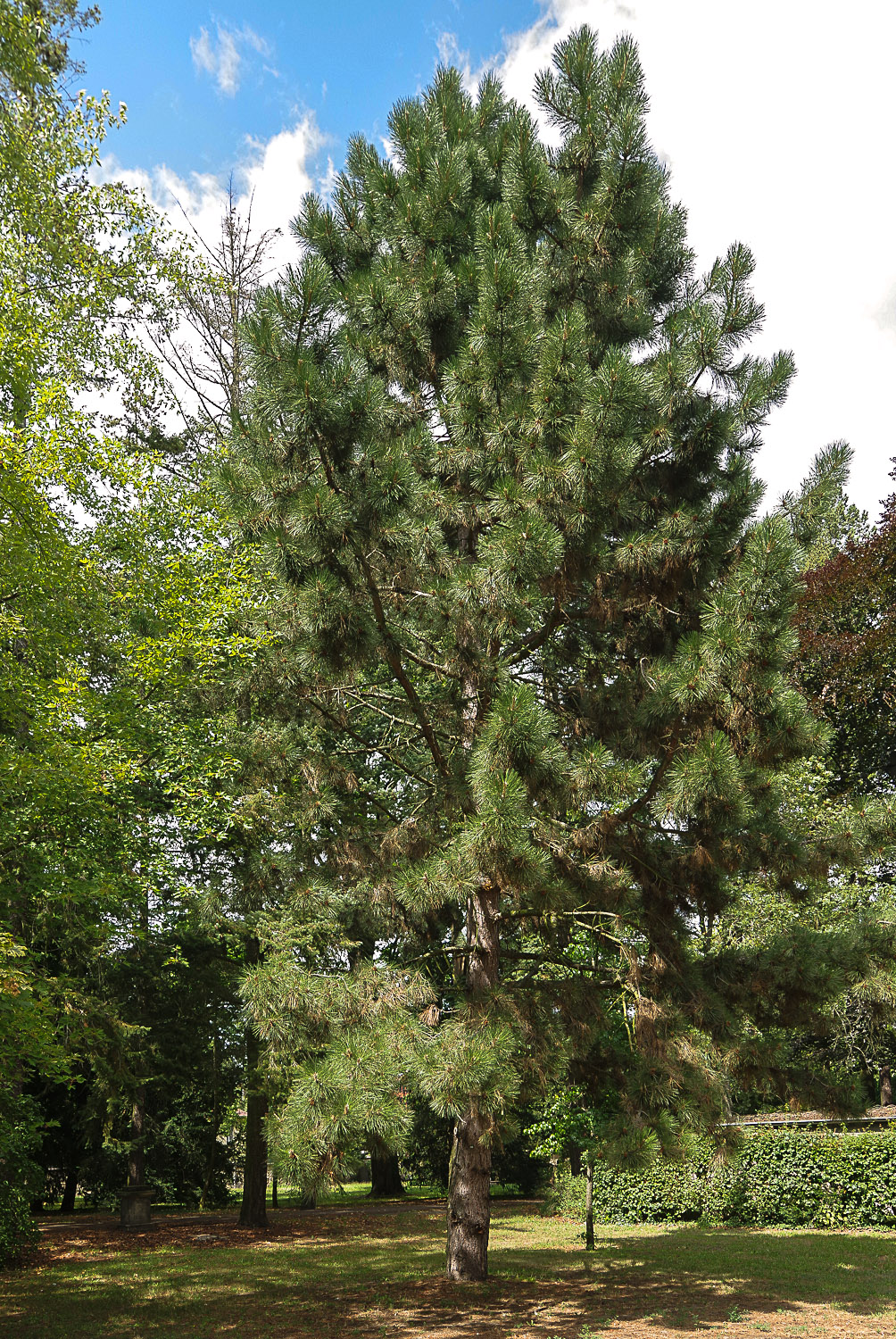 Pinus nigra subsp. pallasiana - Potsdam - Mai 2021