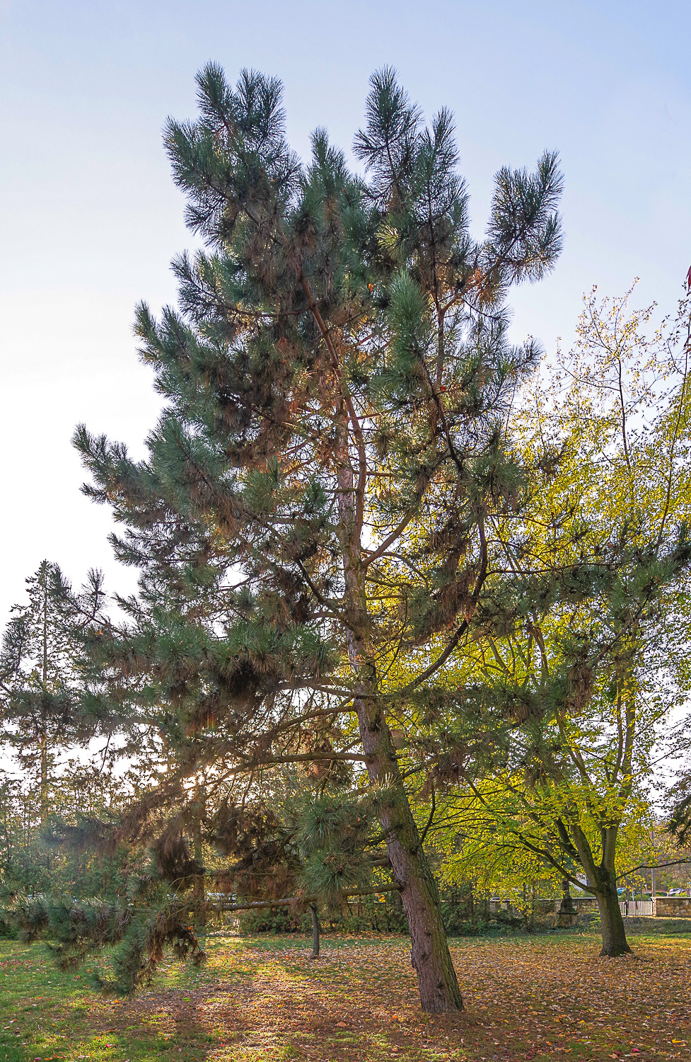 Pinus nigra subsp. pallasiana - Potsdam - Mai 2021