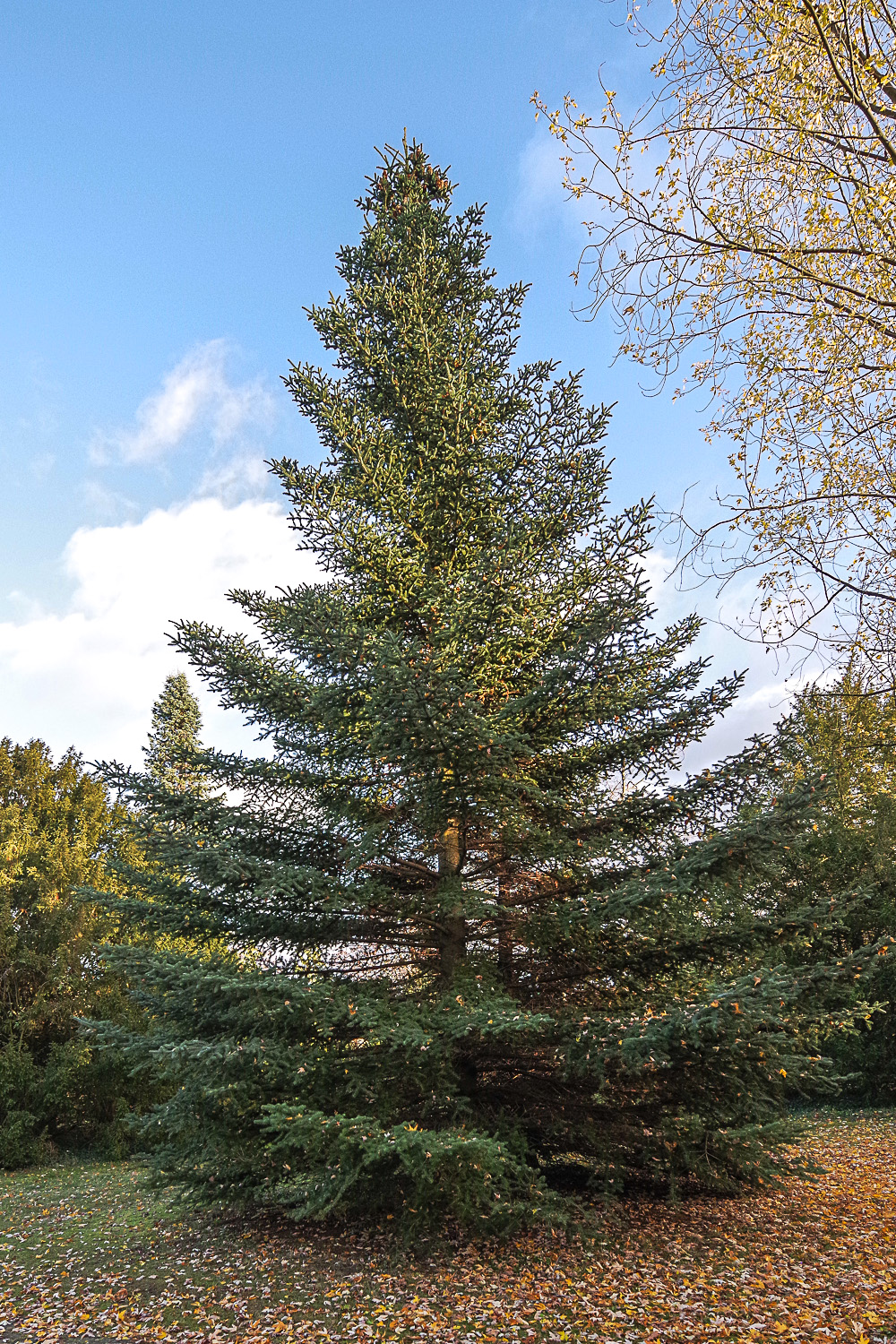 × vilmorinii Abies