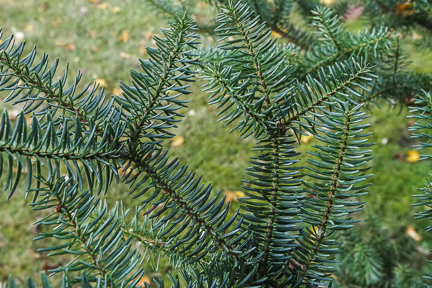 Abies × vilmorinii - Potsdam - Juli 2023