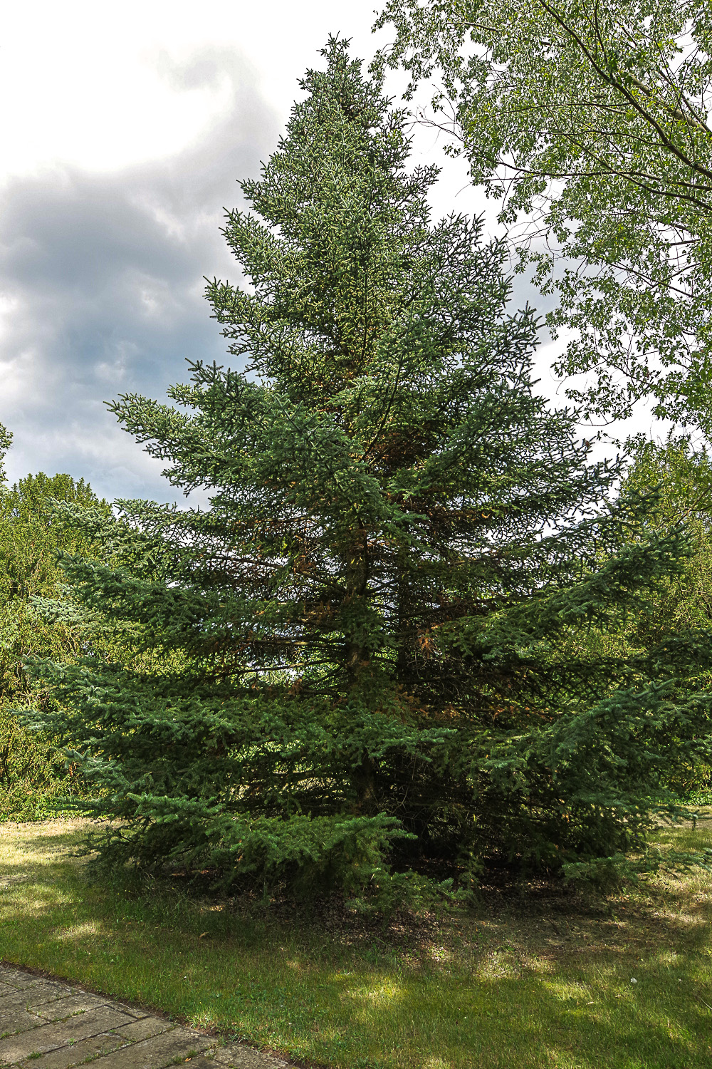 Abies × vilmorinii - Potsdam - Juli 2023