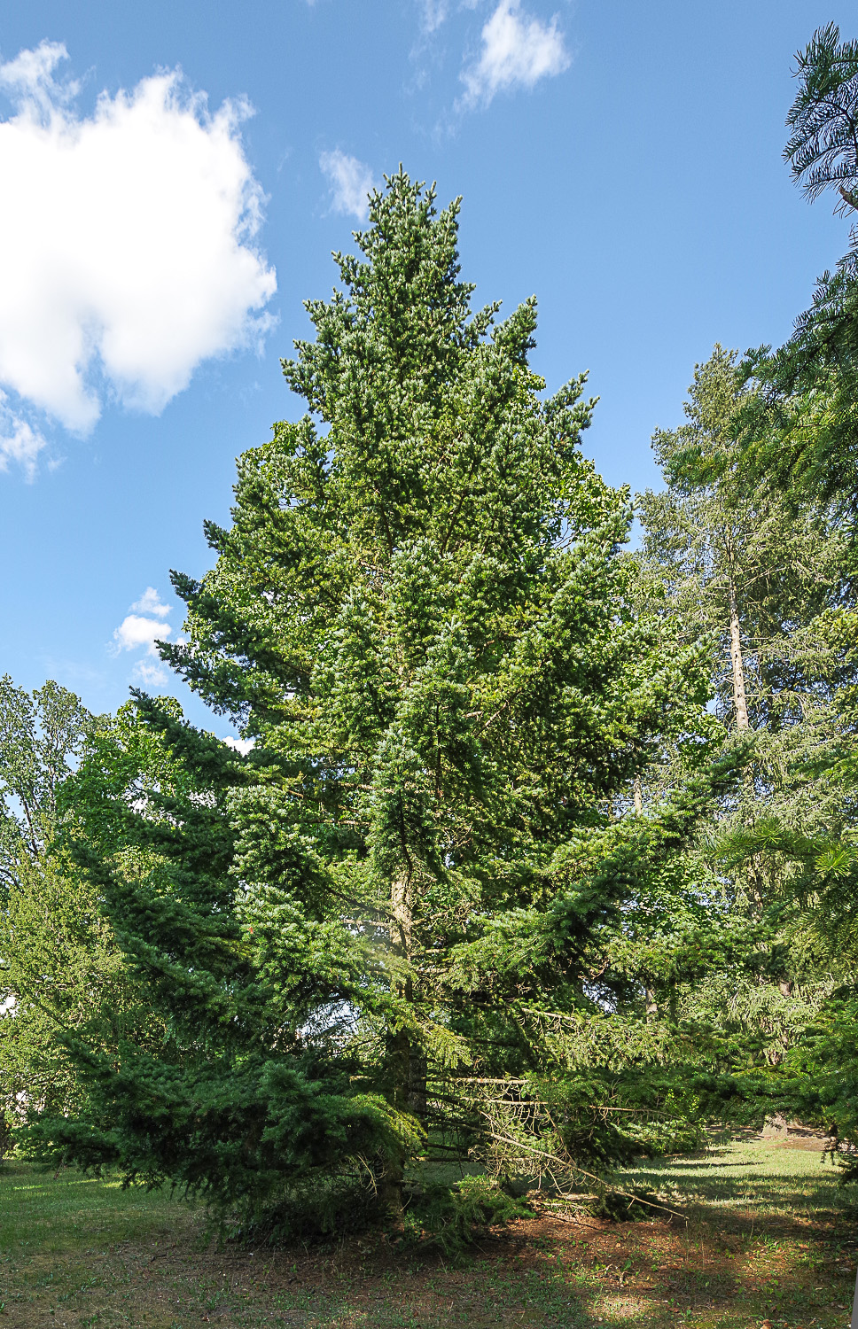 Abies holophylla
