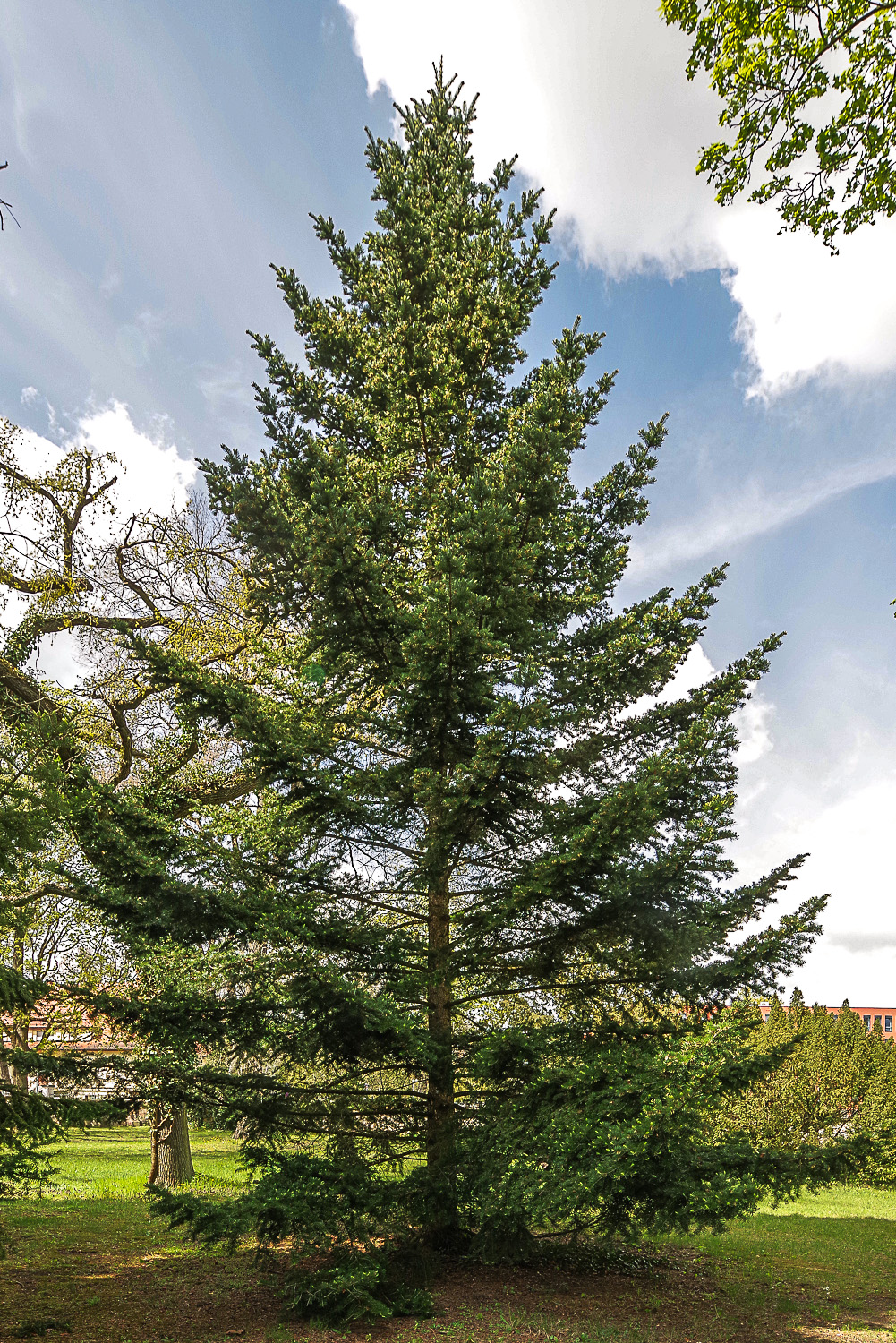 Abies holophylla - Potsdam - Juli 2023